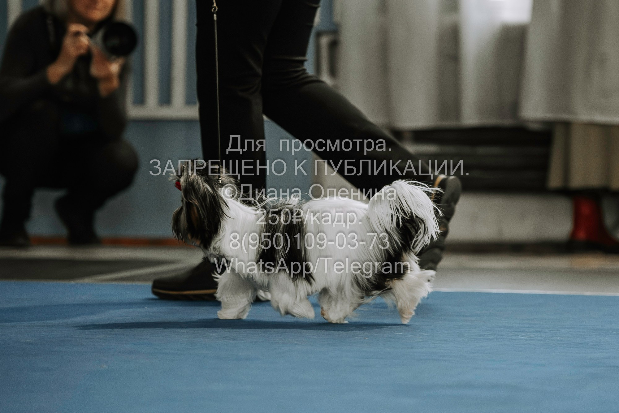 Выставка собак Красноярск 29.10.2023. Фотограф Диана Оленина Красноярск / Братск