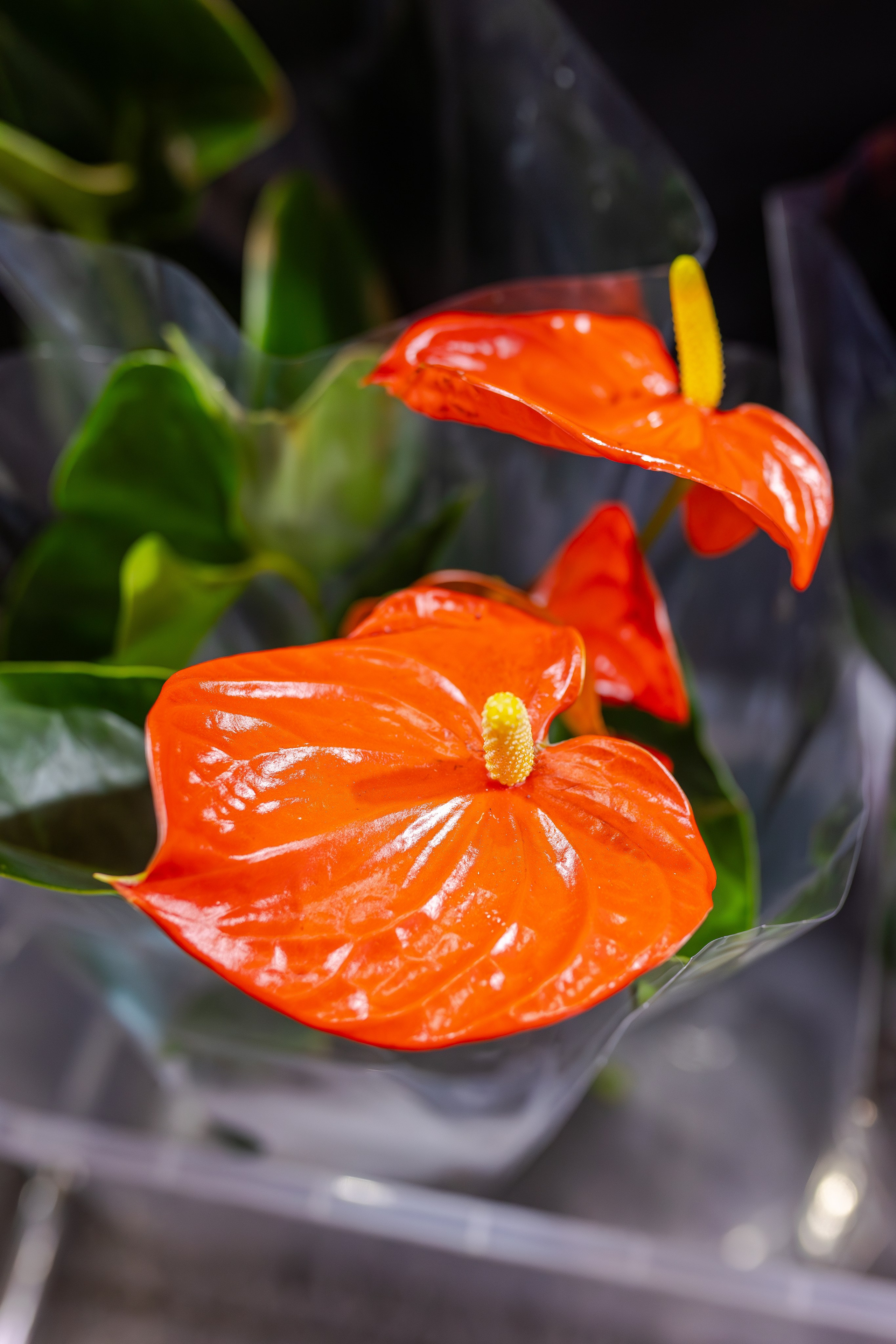 Монстериум апрель 2026. Александра Куликова фотограф, Москва