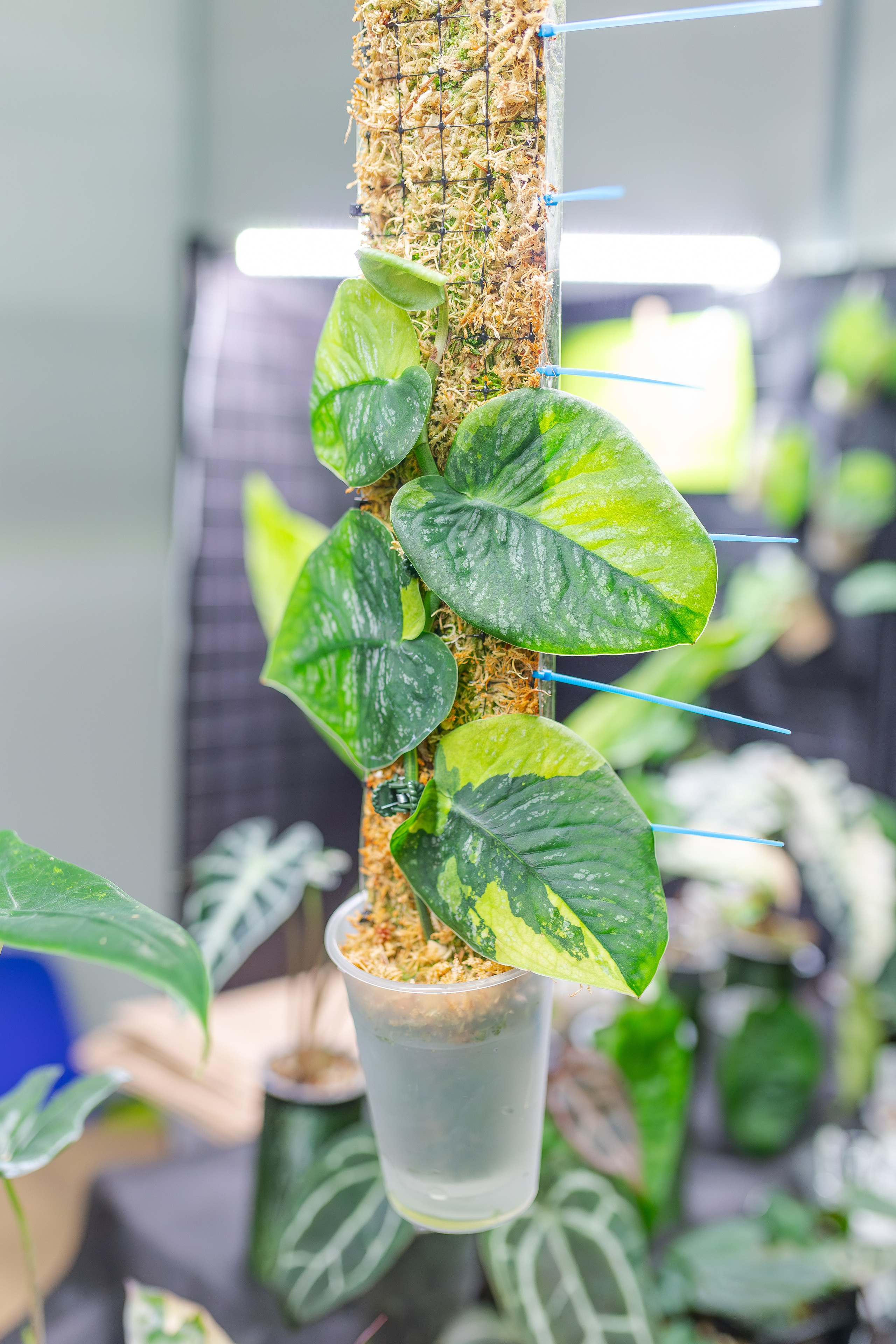 Монстериум апрель 2026. Александра Куликова фотограф, Москва