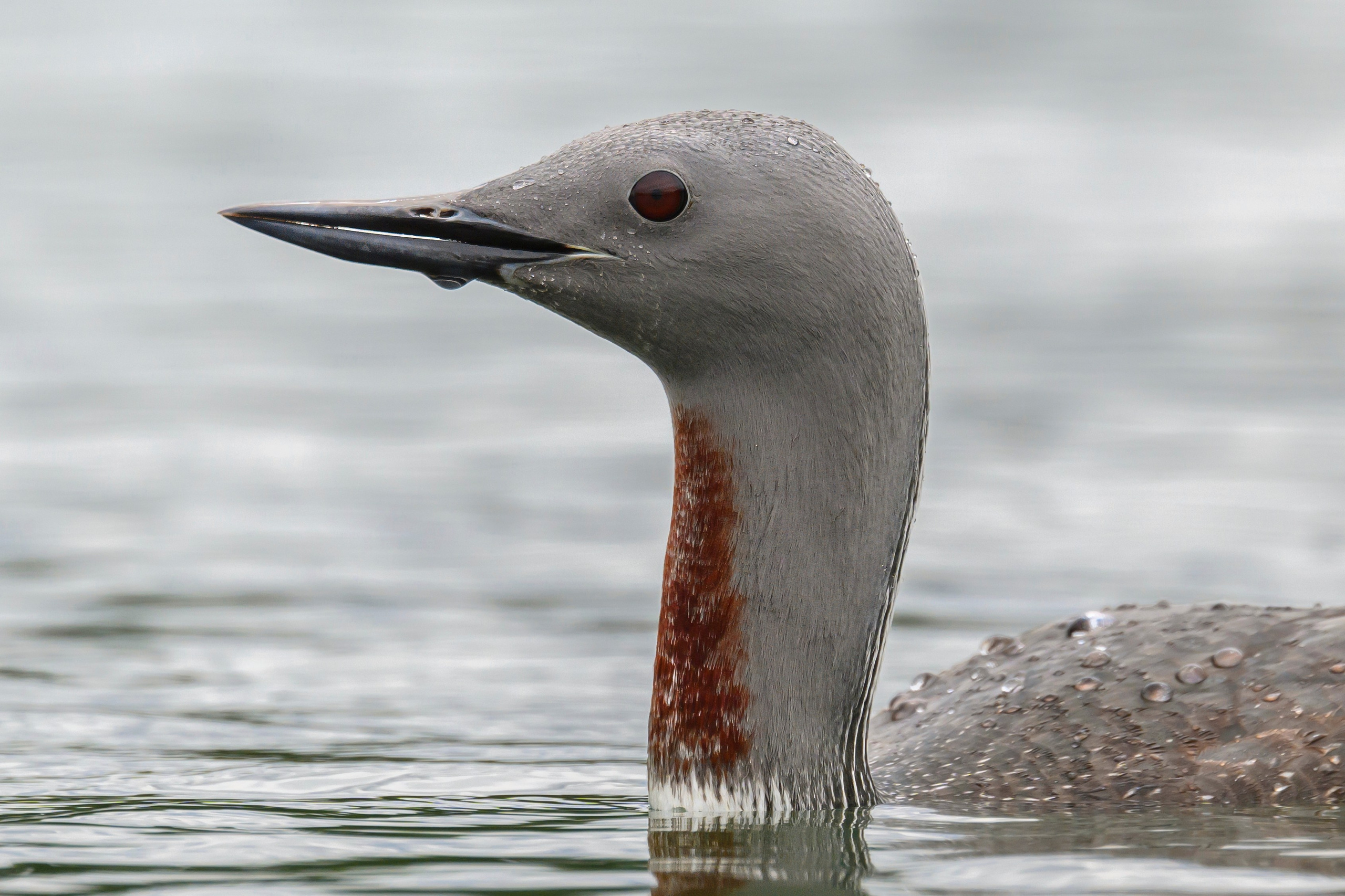Краснозобая гагара. Wildlife photography by Sergey Puponin
