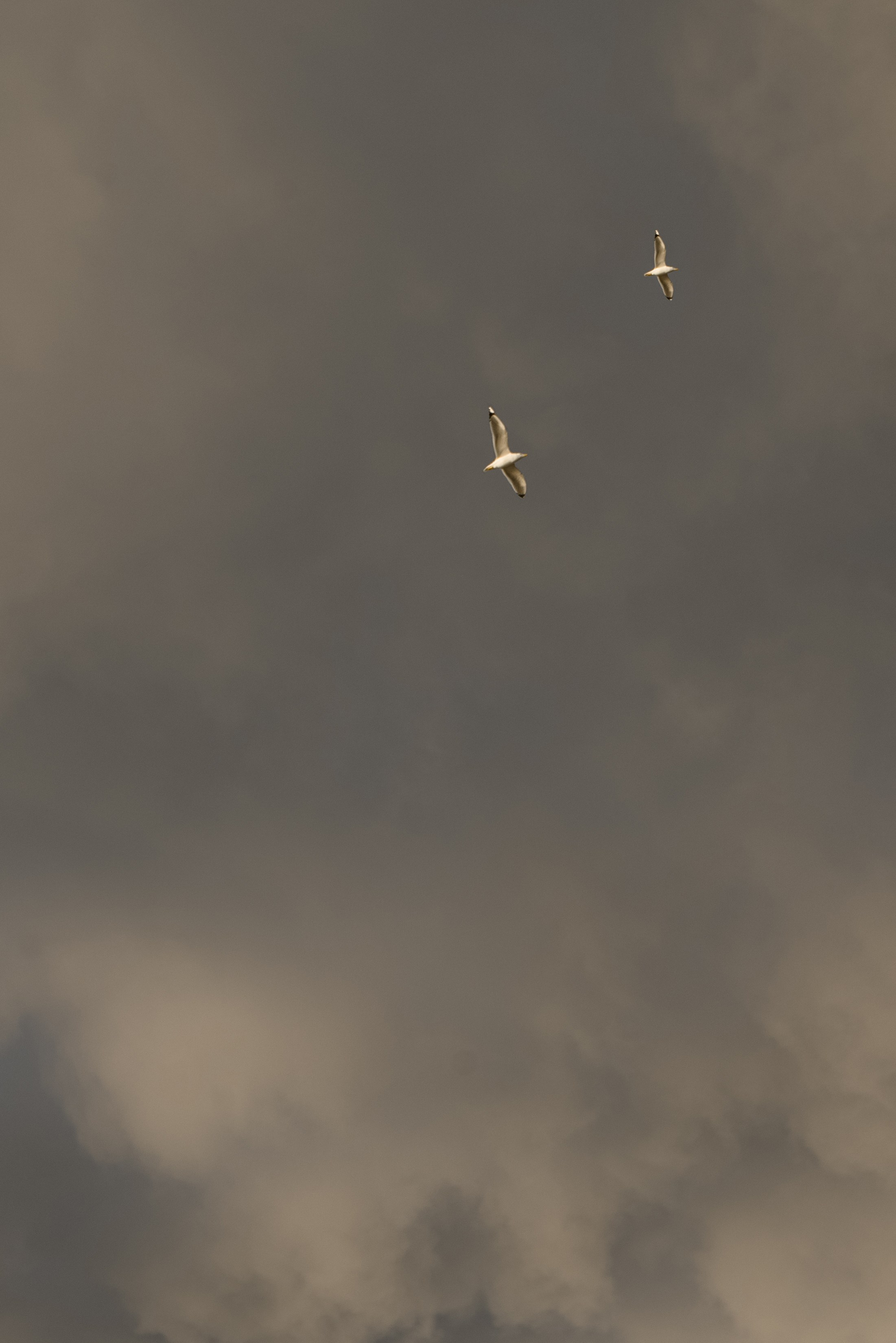 Н&Е. Свадебный и семейный фотограф в Славянске-на-Кубани Прохорова Алёна