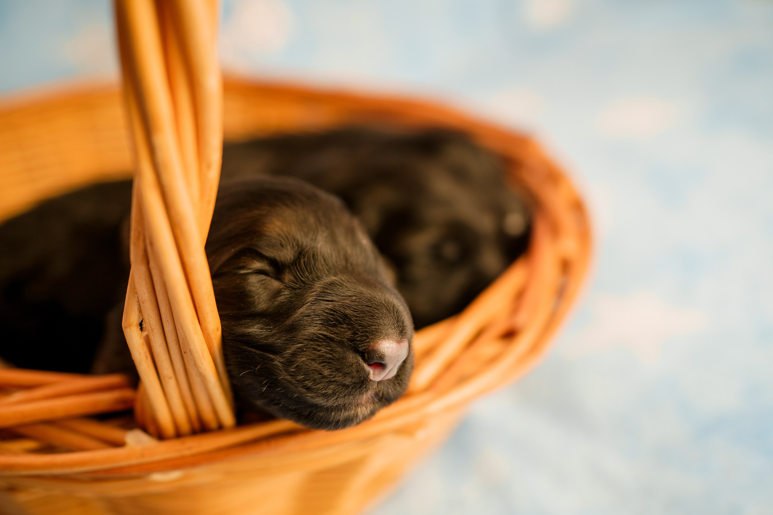 Новорожденные немецкие овчарки. Фотограф-анималист Анастасия Большакова