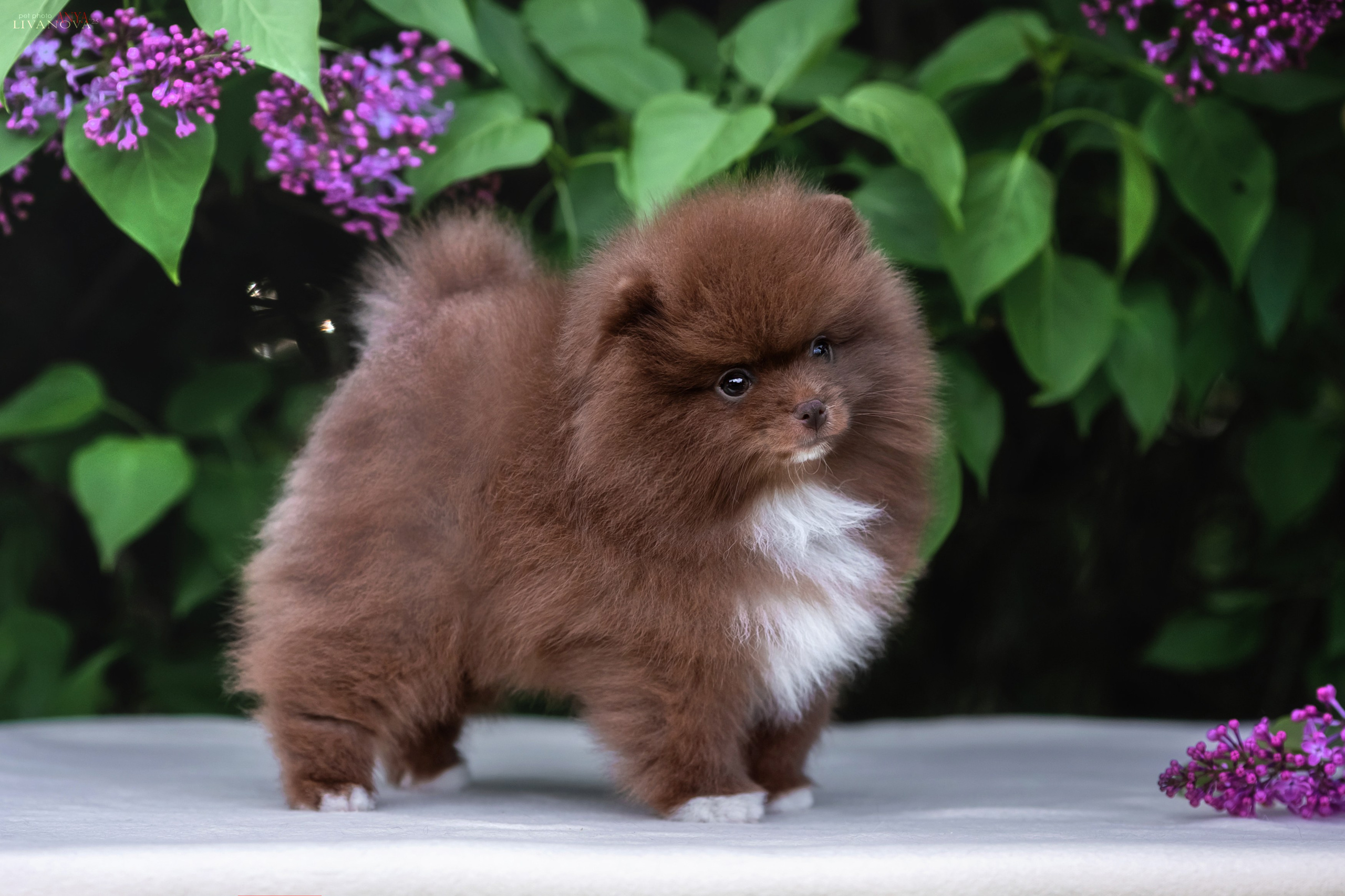 Шпицы. Фотограф анималист Аня Ливанова | Рыбинск