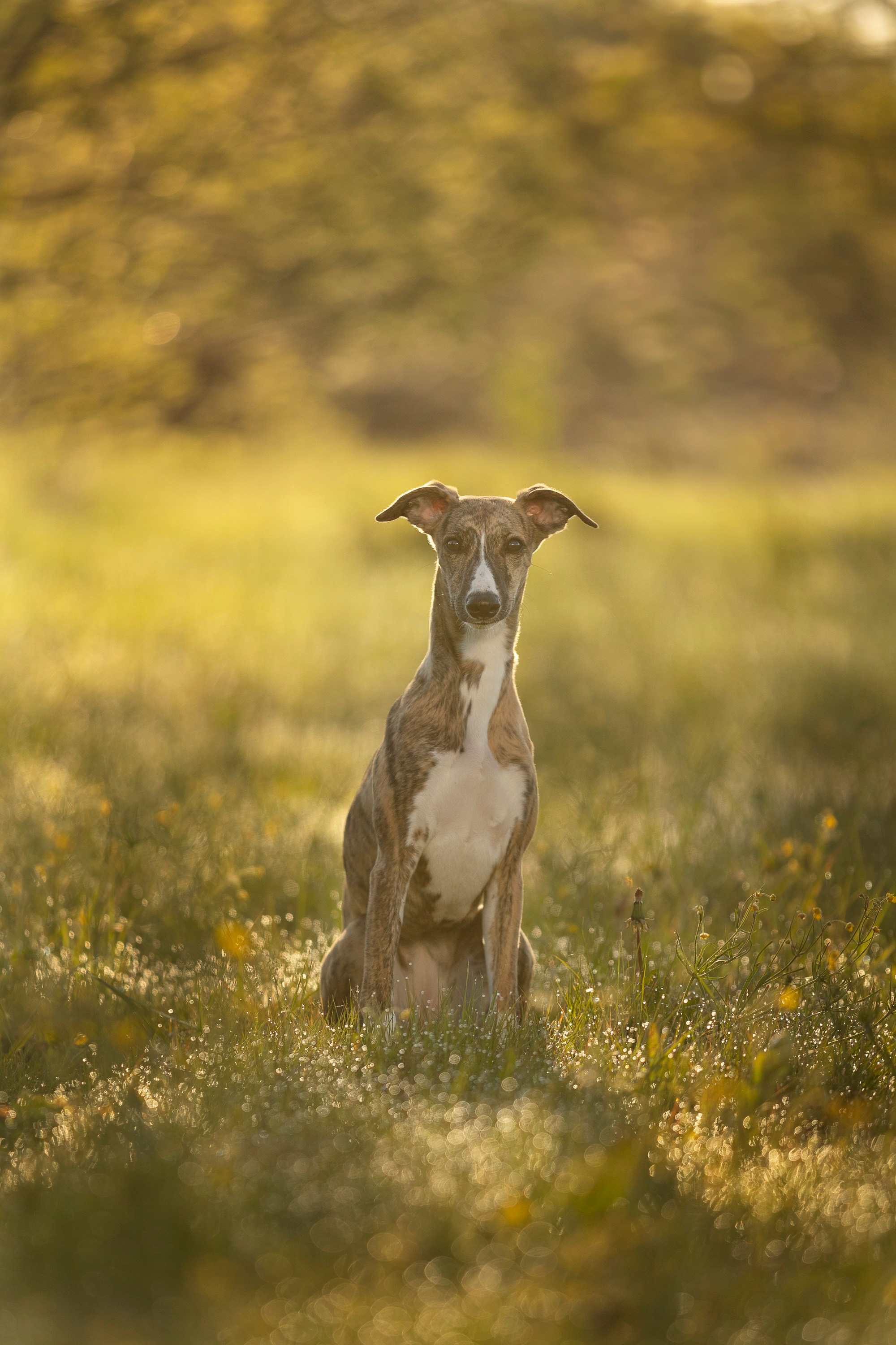 Рассвет с Прохором и Корицей. Фотограф анималист, семейный фотограф, фотограф собак Комратова Мария. г. Москва
