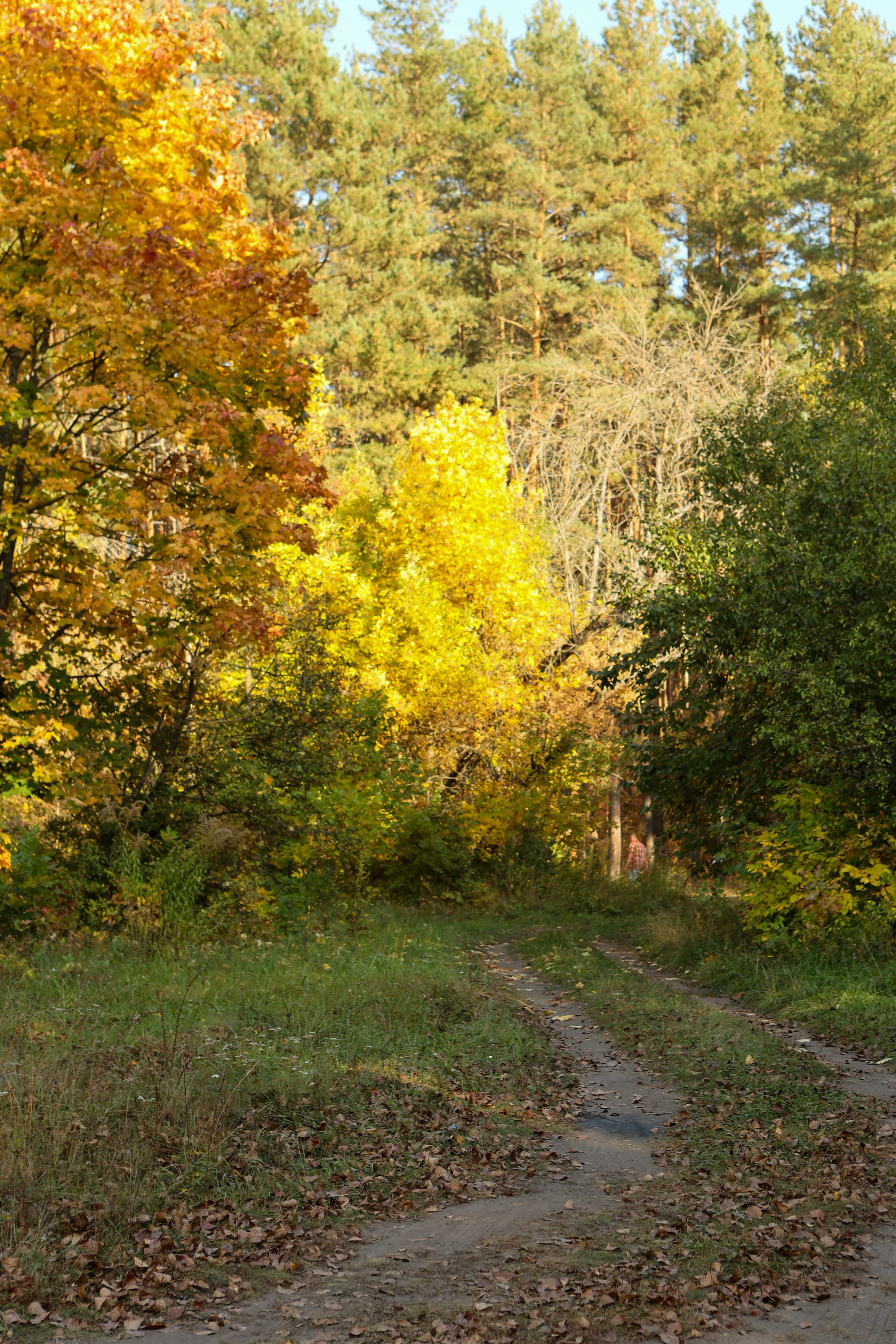 Лес. Семейный и репортажный фотограф в Орле