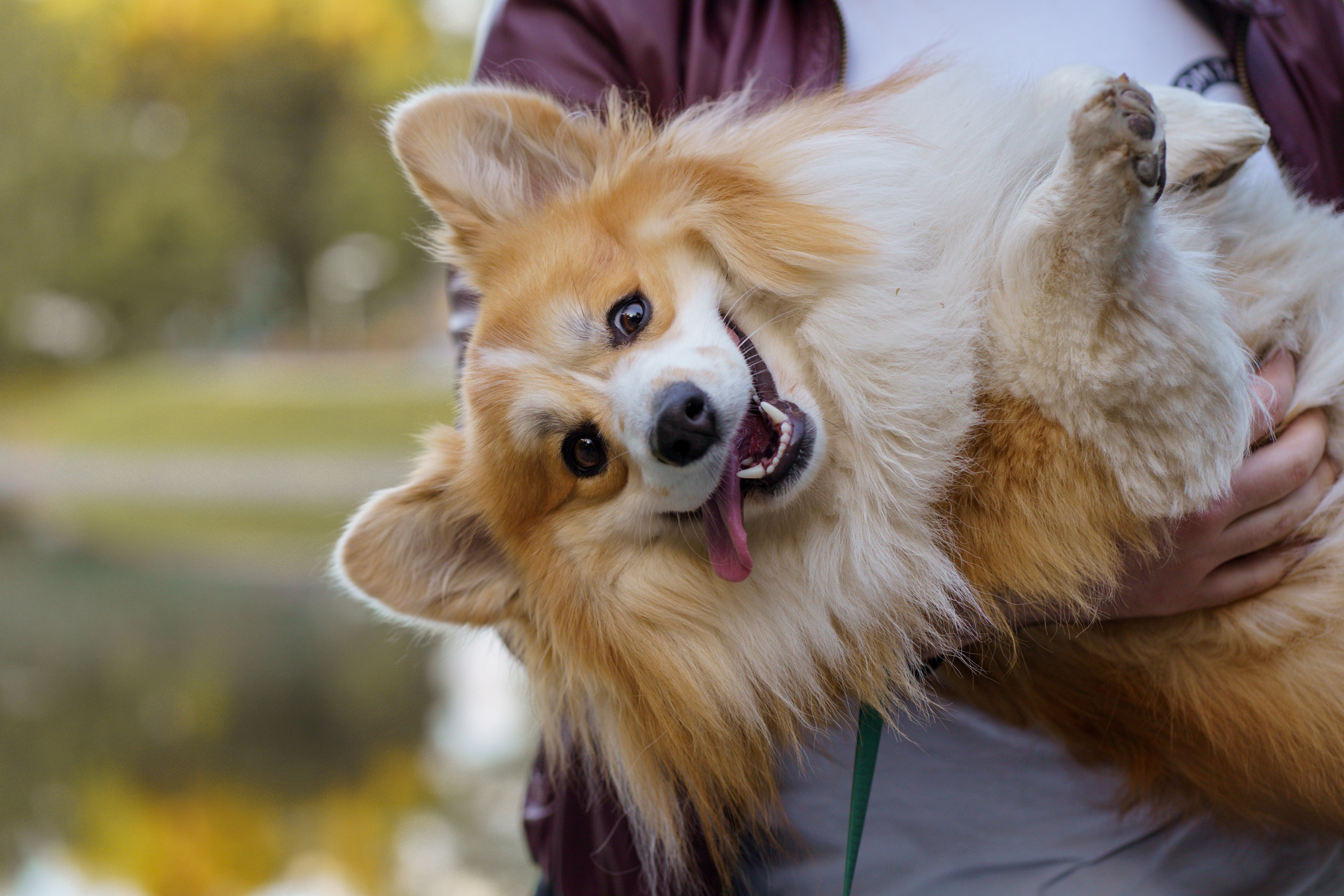 Катя, Арсений и Пух. Свадебный фотограф в Москве Анна Полушина