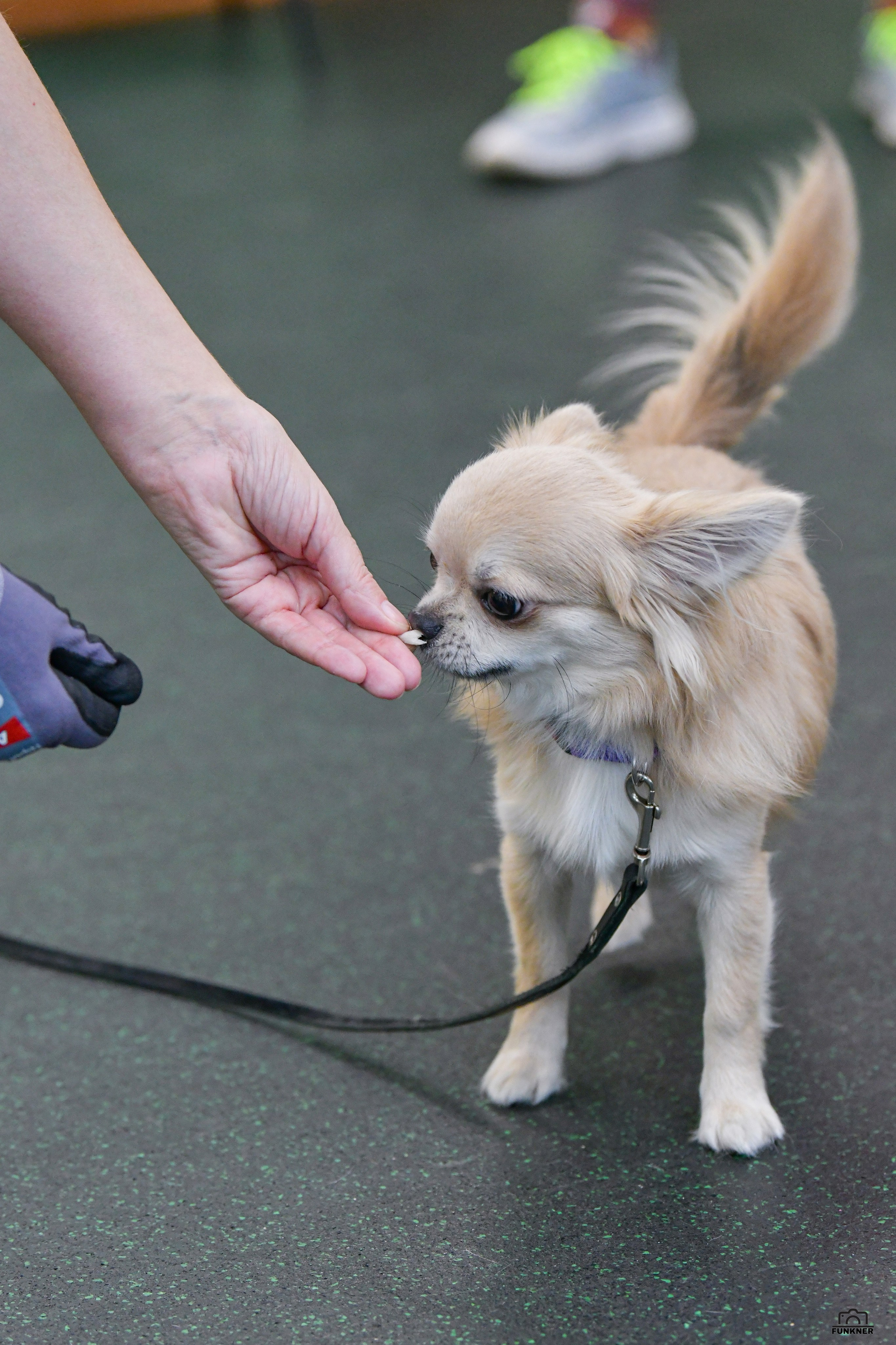 Кинологический клуб «Бодрый хвост». Свой взгляд через объектив