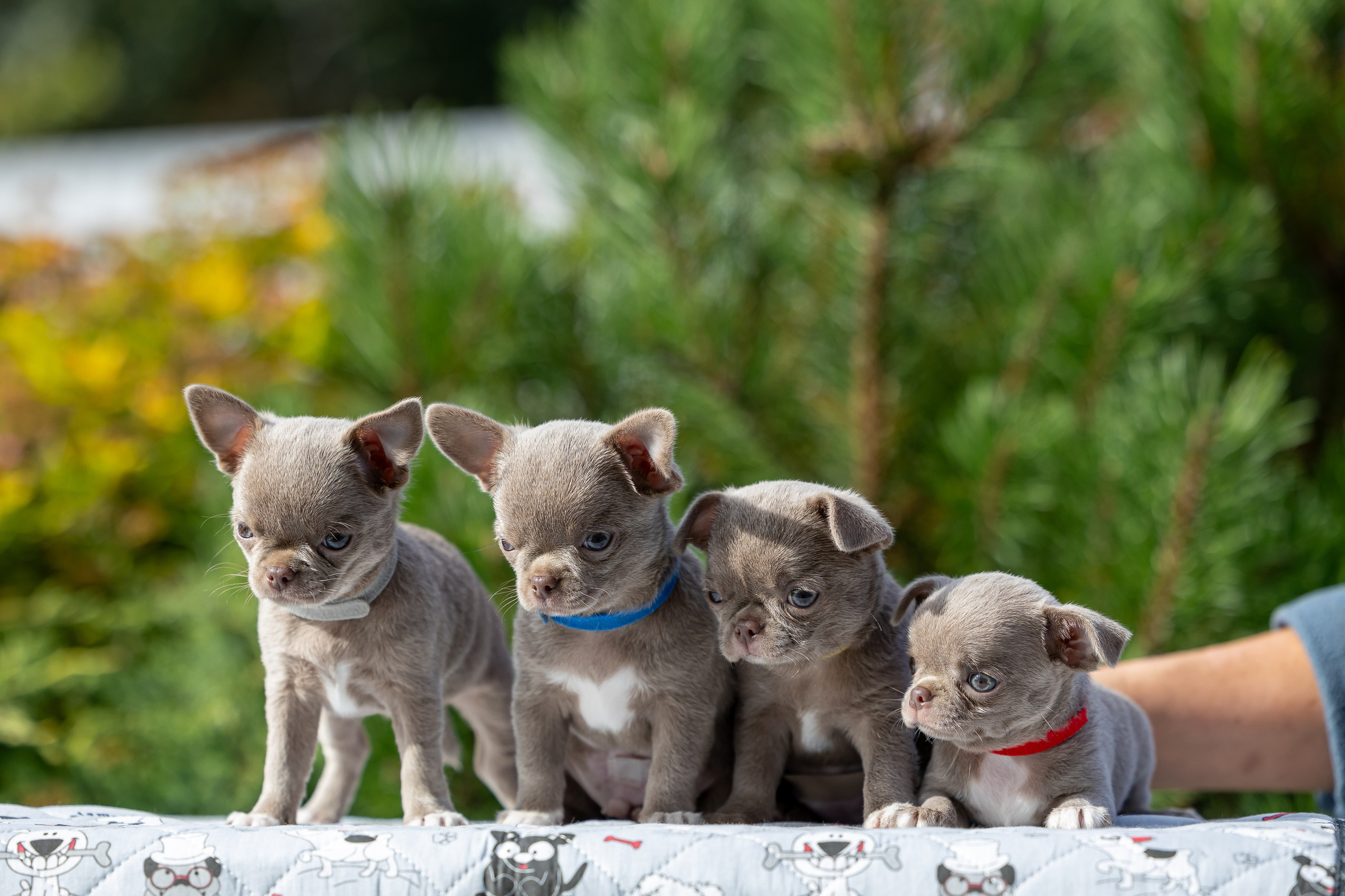 Щенки. Фотограф Яна Матвеева в Ижевске