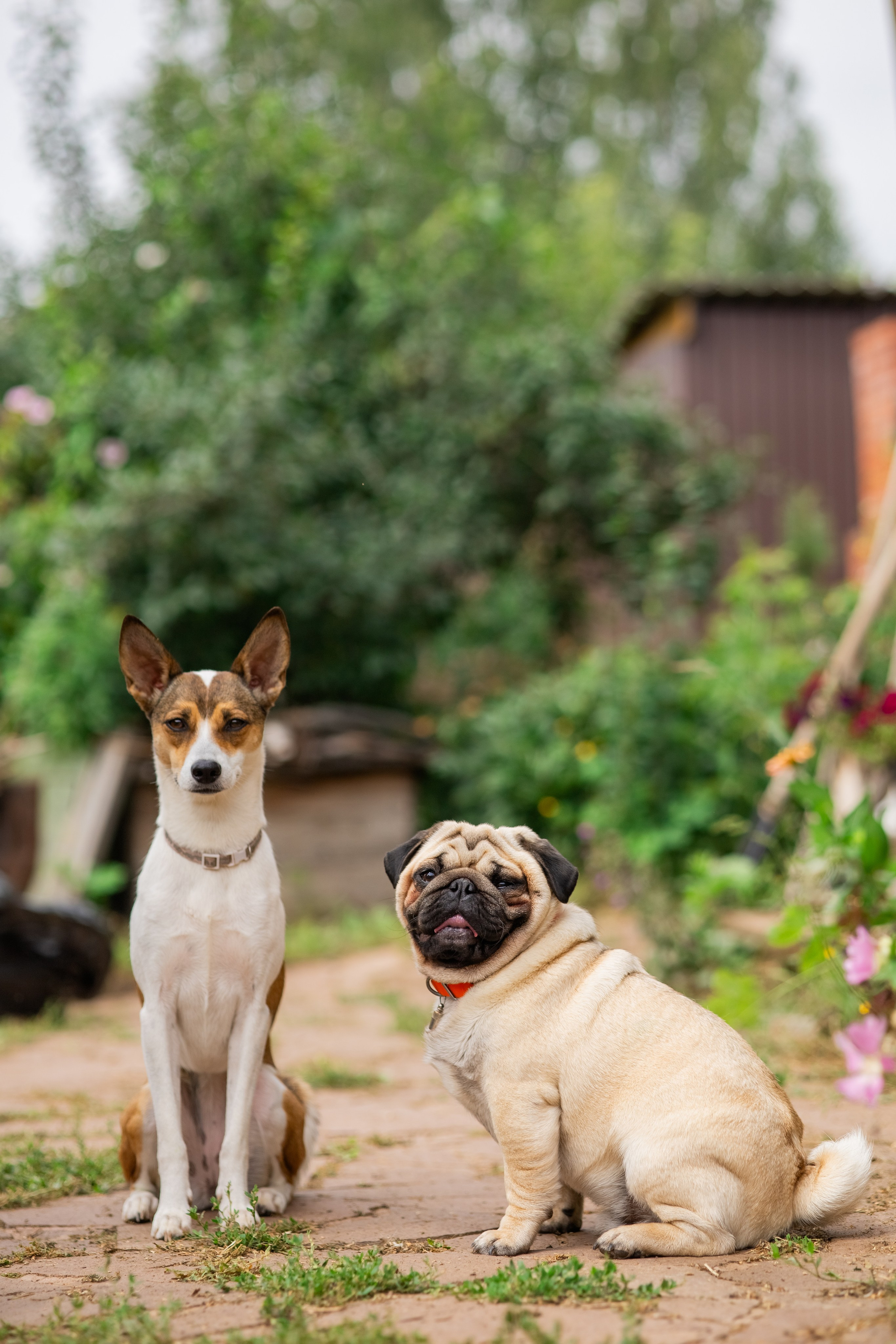 Сёма и Жужа. Август. Фотограф Яна Матвеева в Ижевске