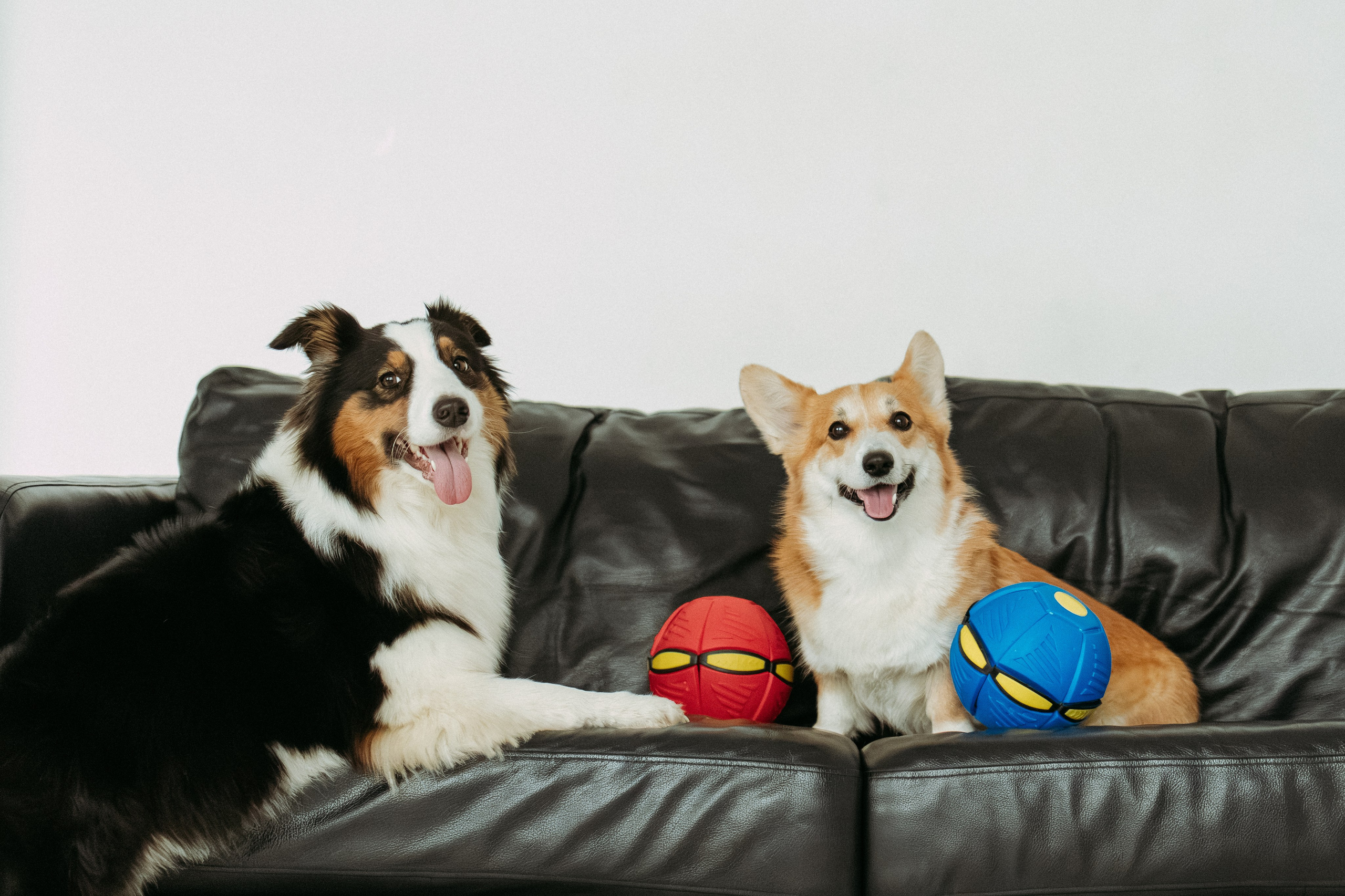 Мячи-попрыгуны. Фотораф — анималист Мария Шистка