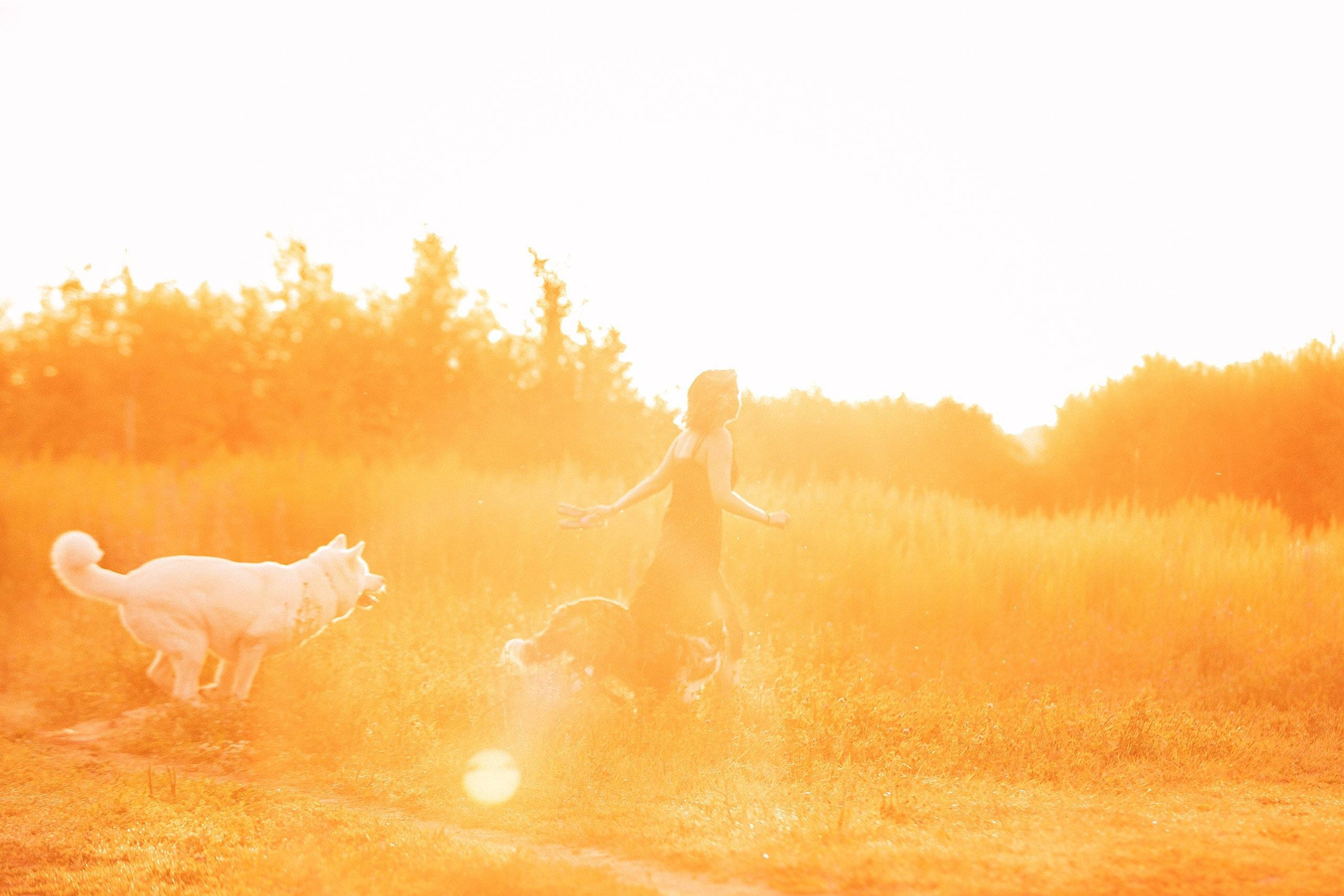 Таня и команда на рассвете. Фотограф анималист Кузнецова Анна Нижний Новгород