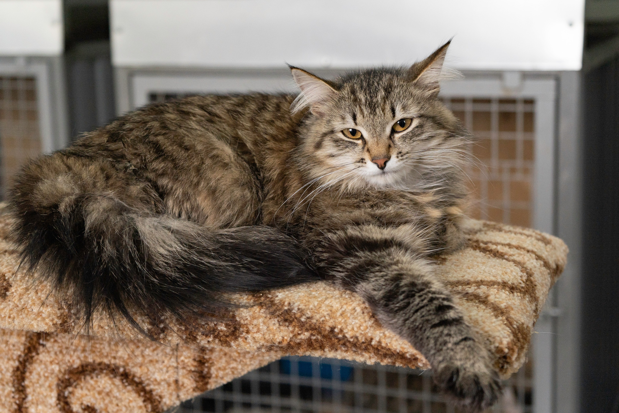 Бездомыши. Фотограф Екатерина Зорина