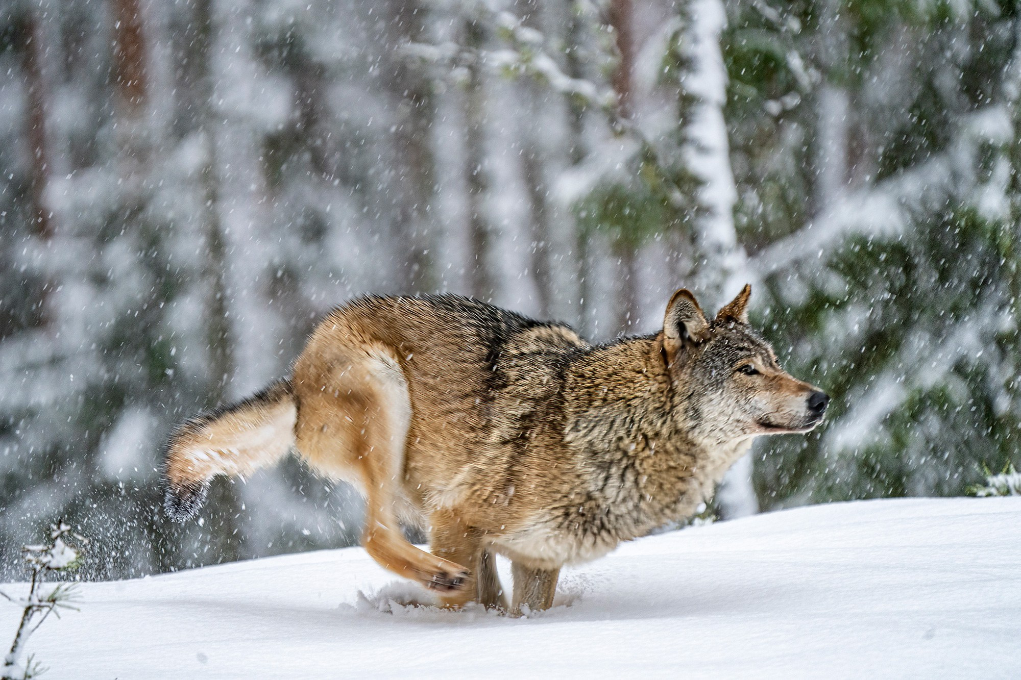Зимой в Белоруссии. Фотограф Владимир Остапенко