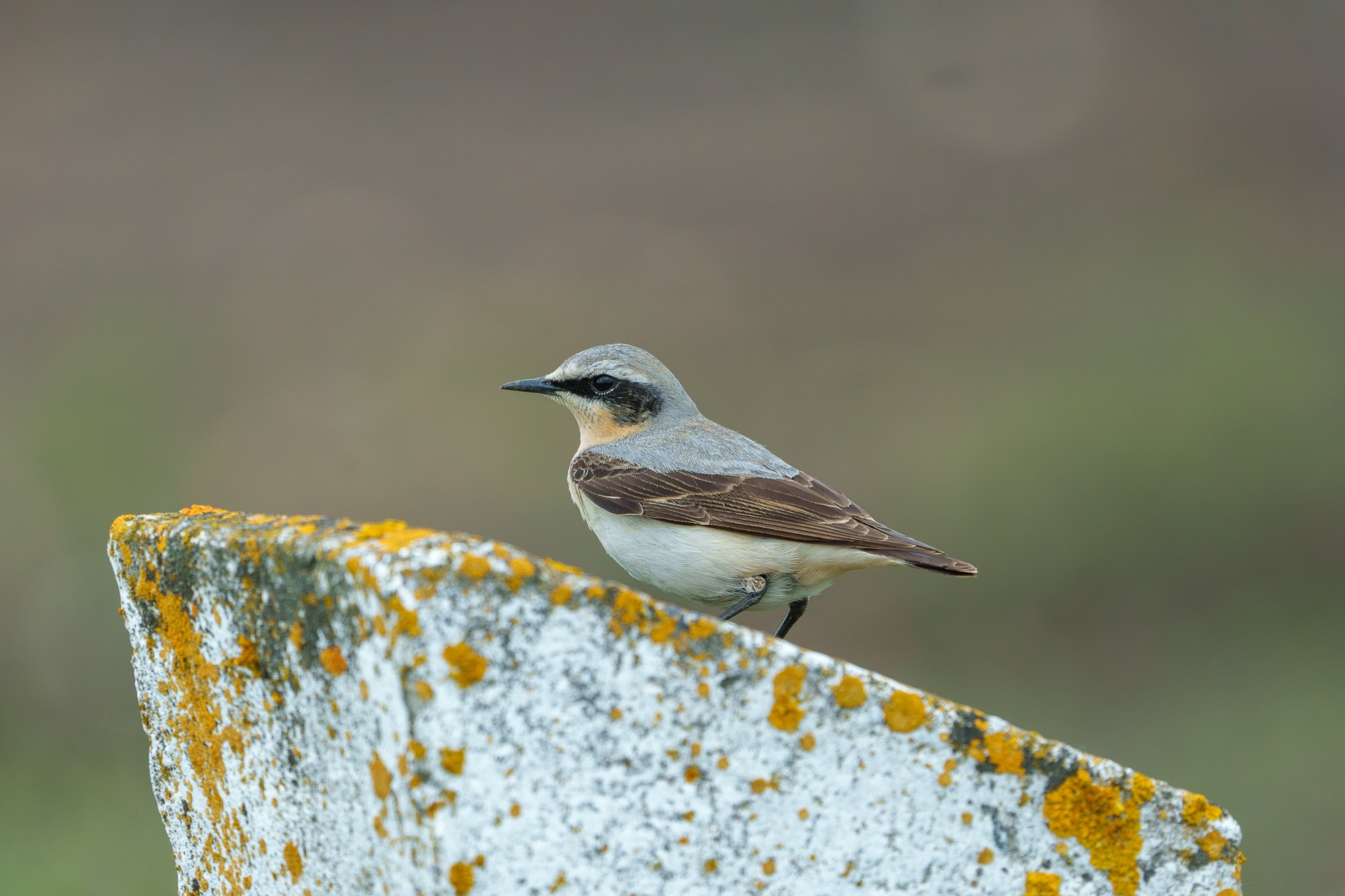 Удивительные мир птиц. Вокруг нас столько прекрасного — присмотритесь!. Ваш личный фотограф Марина Волкова