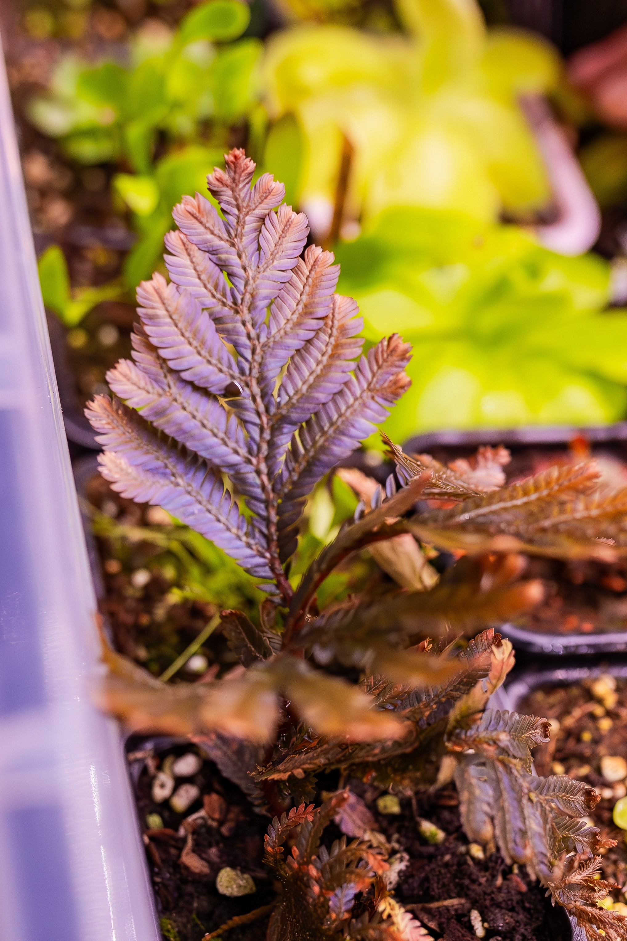 Орхидиум сентябрь 2025. Александра Куликова фотограф, Москва