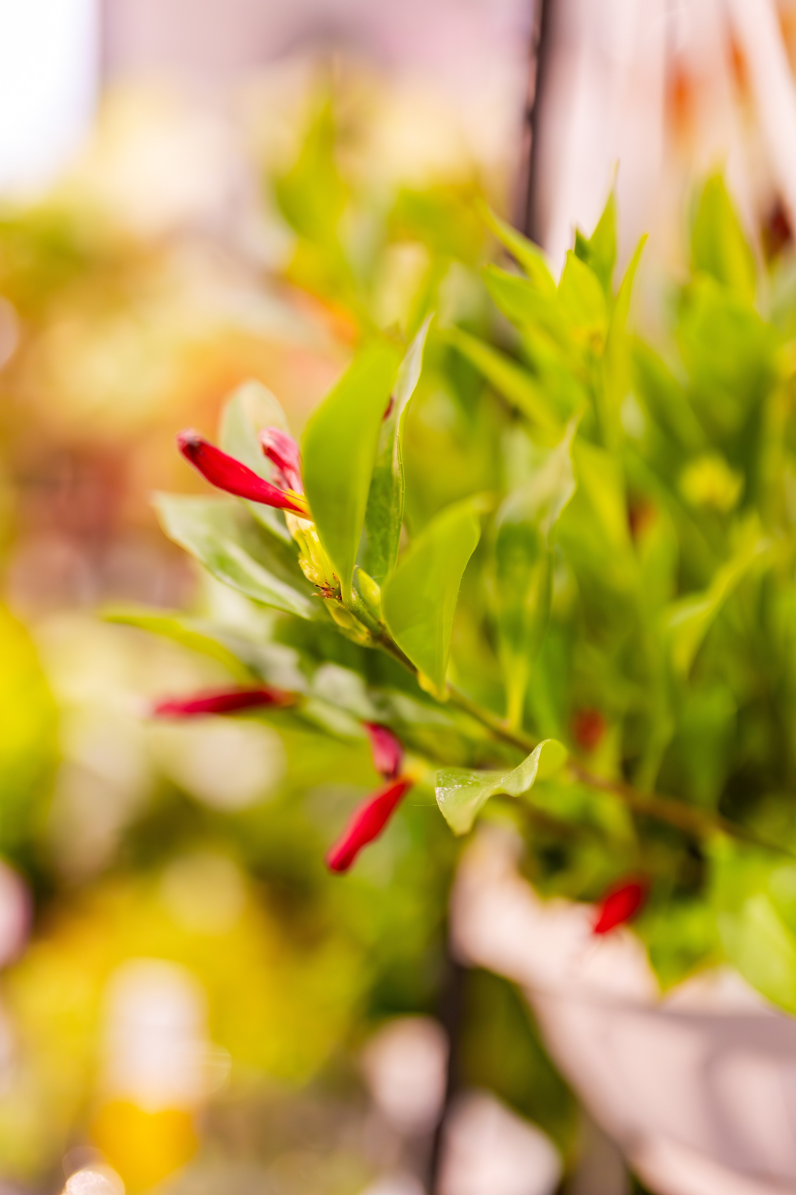 Орхидиум сентябрь 2025. Александра Куликова фотограф, Москва