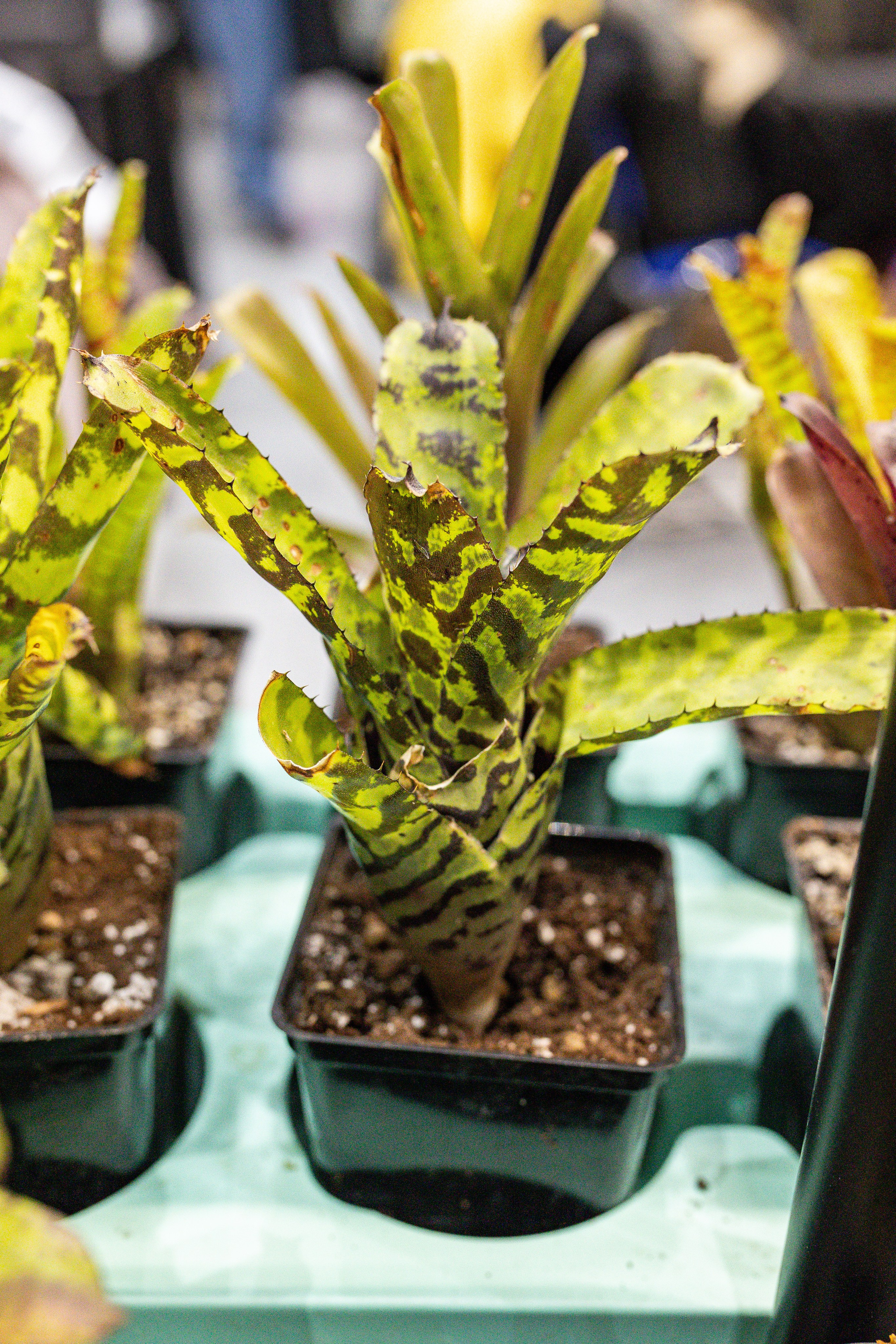 Монстериум 11–12 октября. Александра Куликова фотограф, Москва