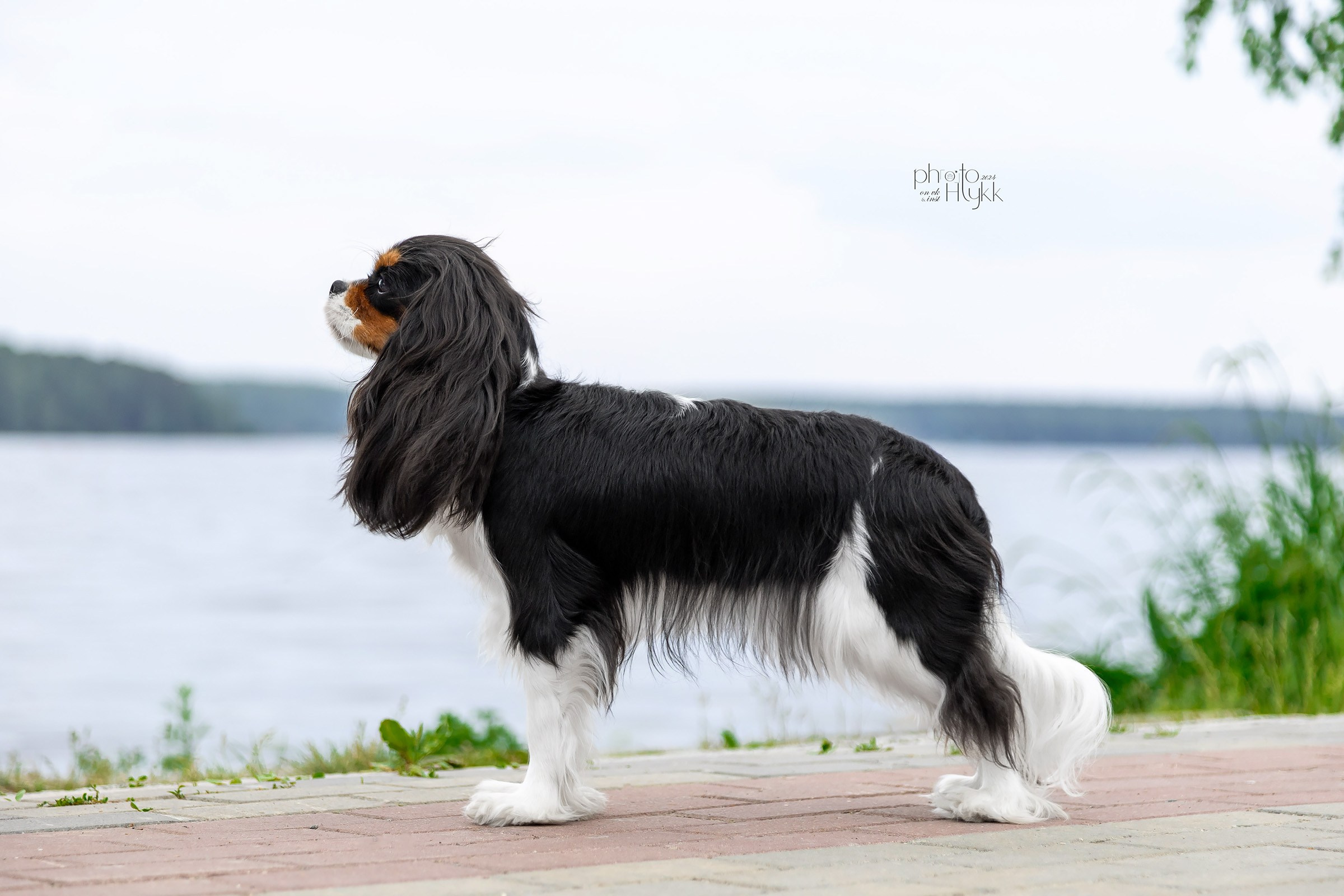 15 июня 2024, Выставка РКФ, г. Заречный. Htykk_photo