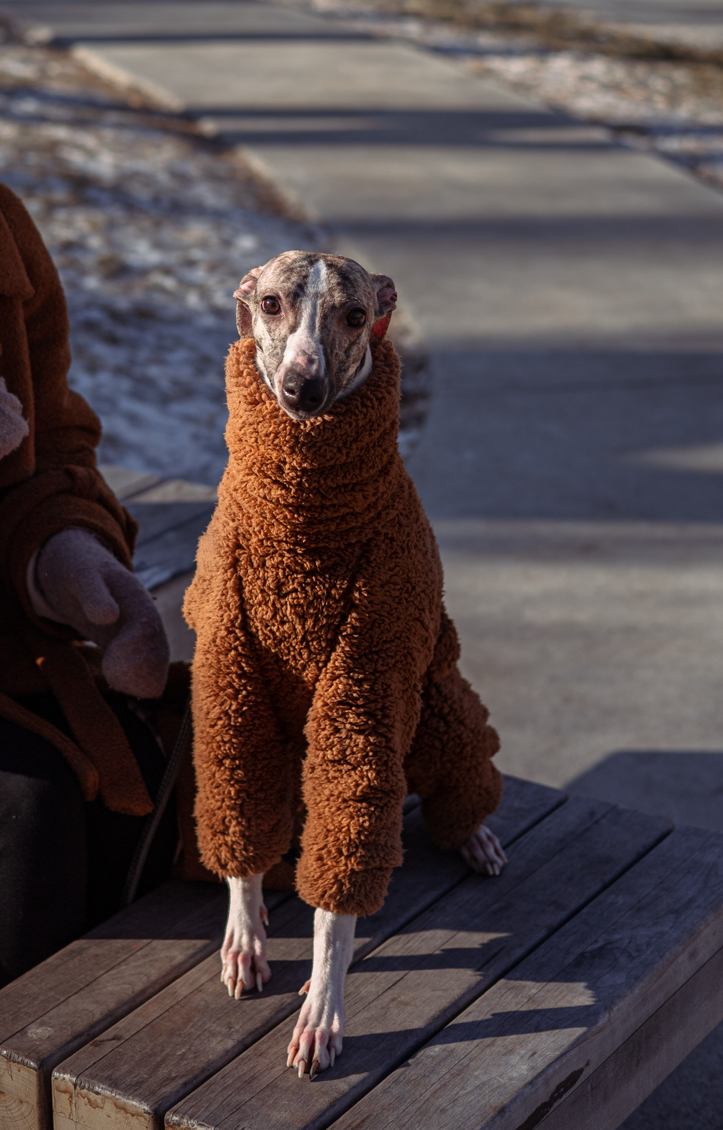 Алёна и Дос. Фотограф — анималист Владивосток, Алина