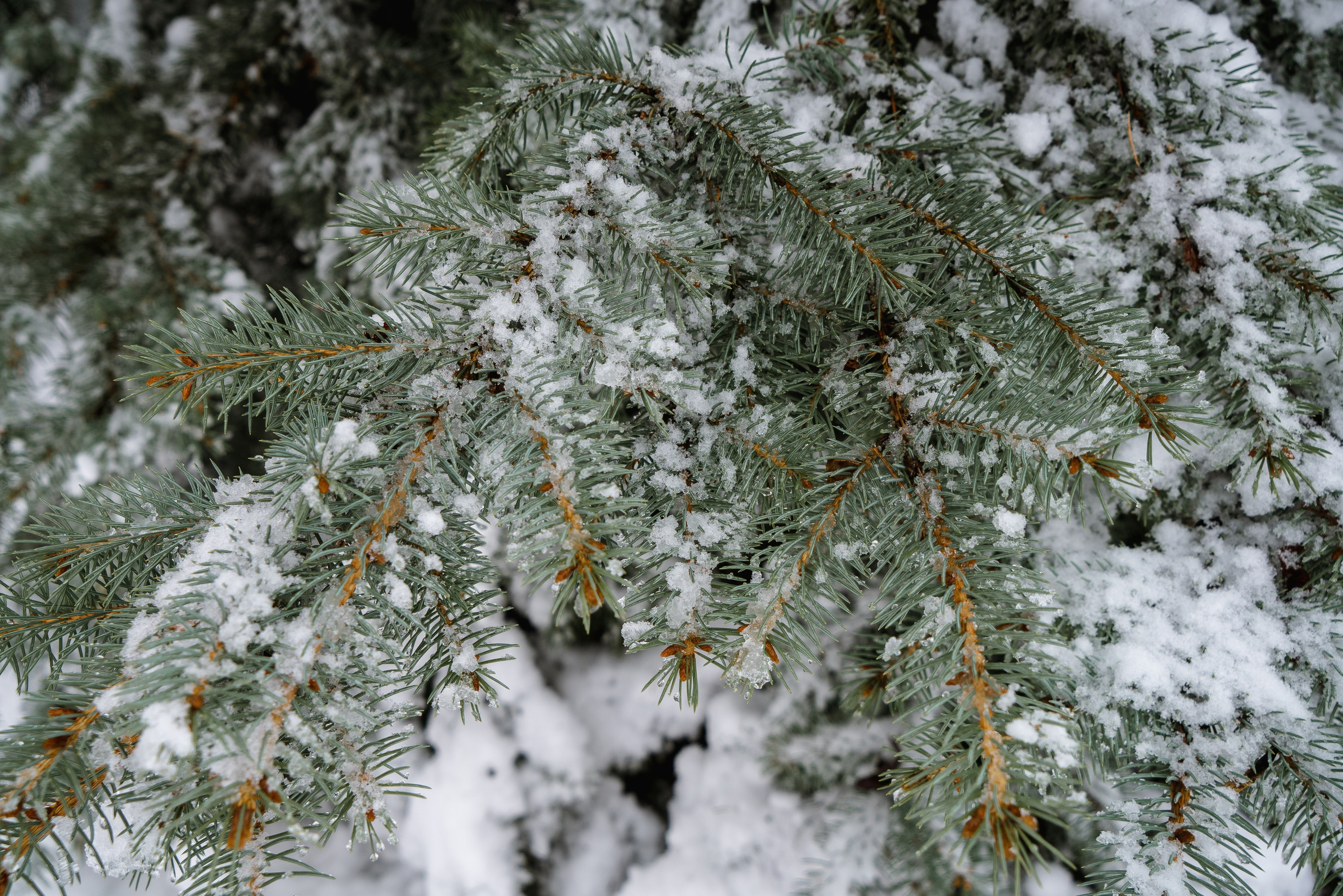 Зима 2024. Свадебный и семейный фотограф/видеограф в Краснодаре Наталья Осинская