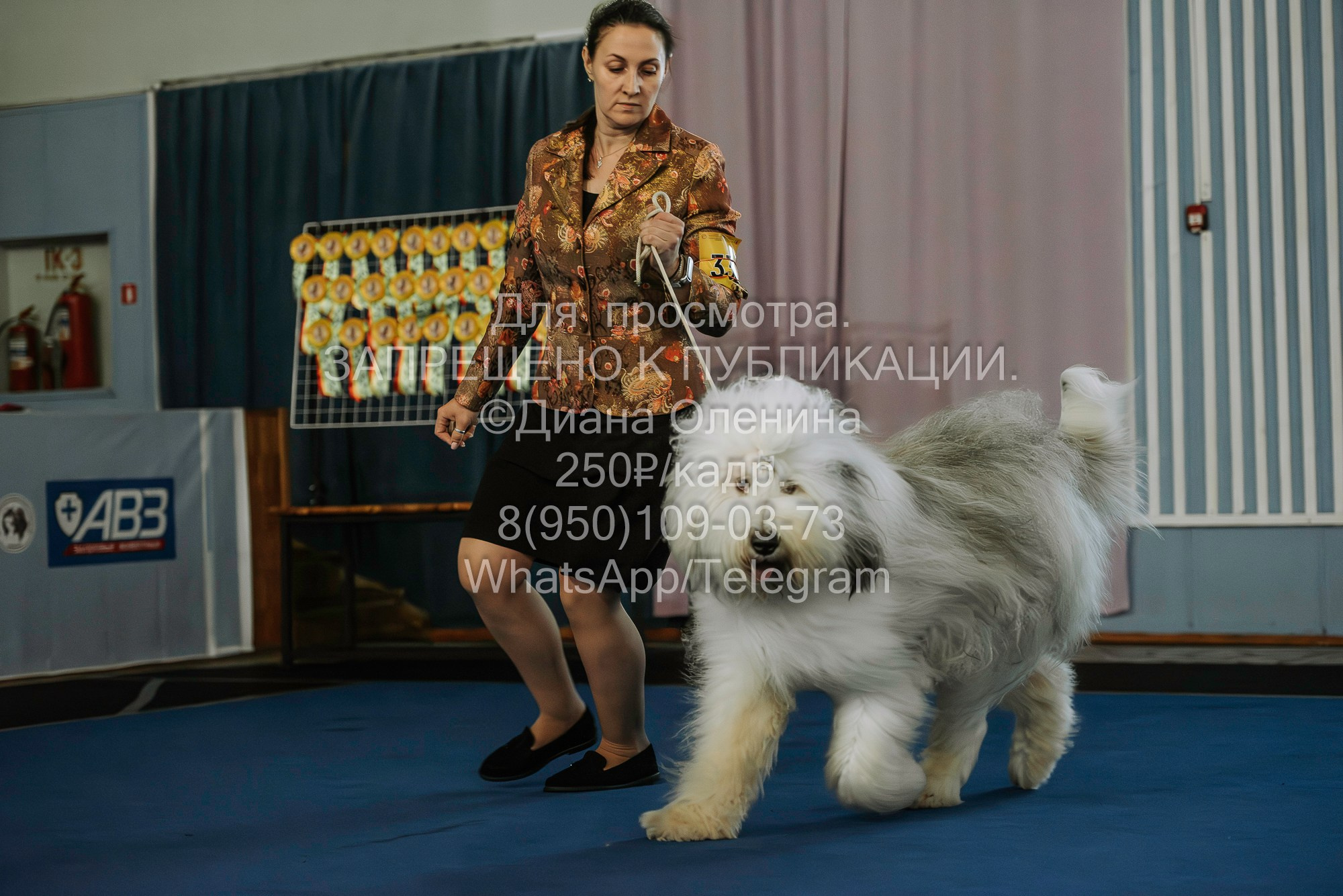 Выставка собак Красноярск 29.10.2023. Фотограф Диана Оленина Красноярск / Братск