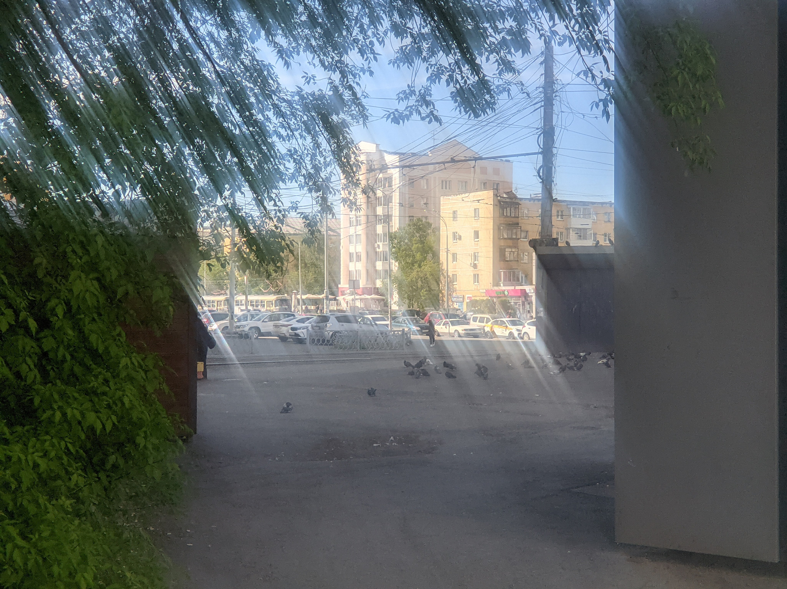 Солнечный. Фотограф в Санкт-Петербурге Березовский Даниил