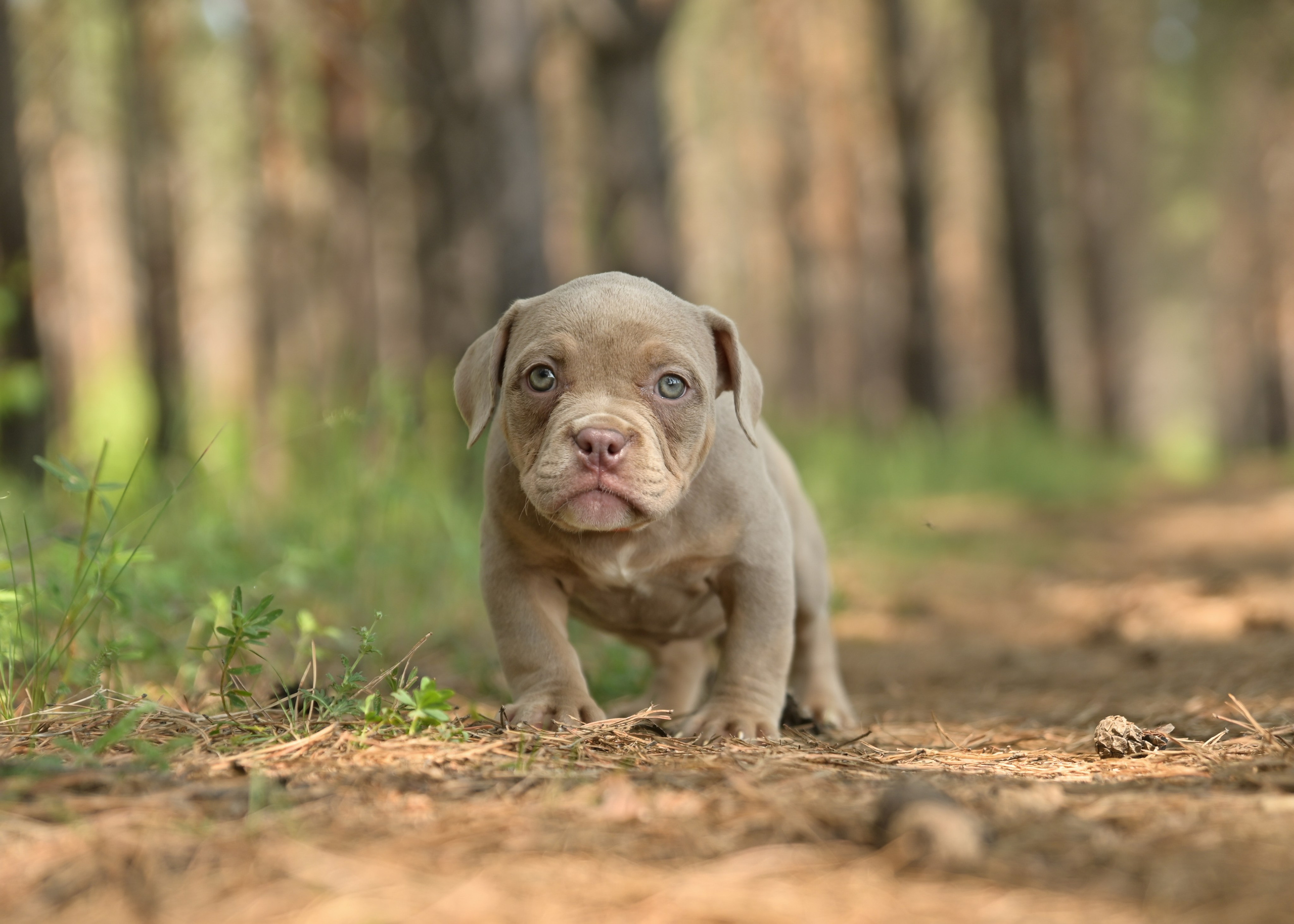 Свободные щенки Американский Булли в Иркутске. Питомник собак Иркутск