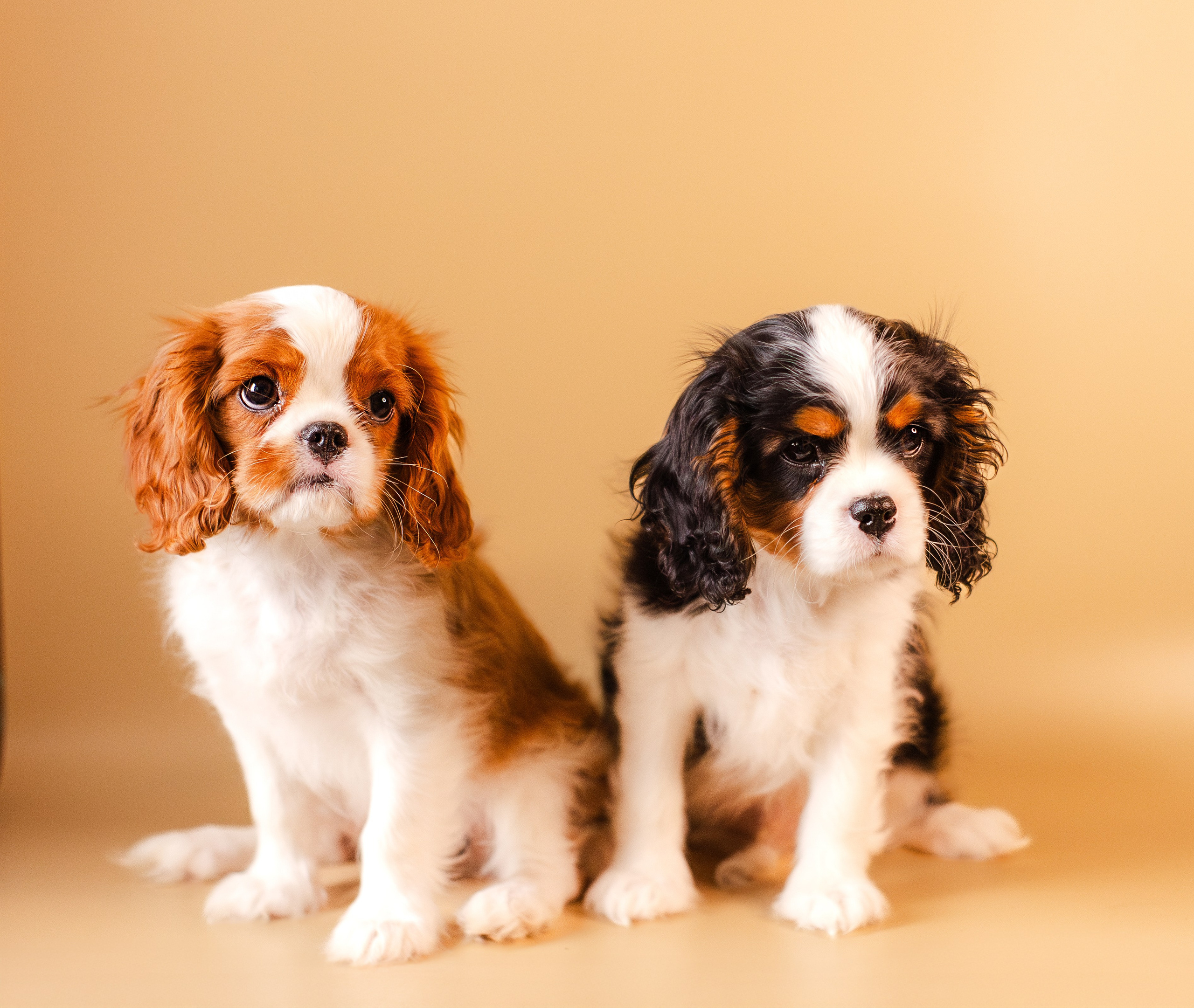 Жанна и кавалеры. Фотограф-анималист Мария Баркевич | Москва