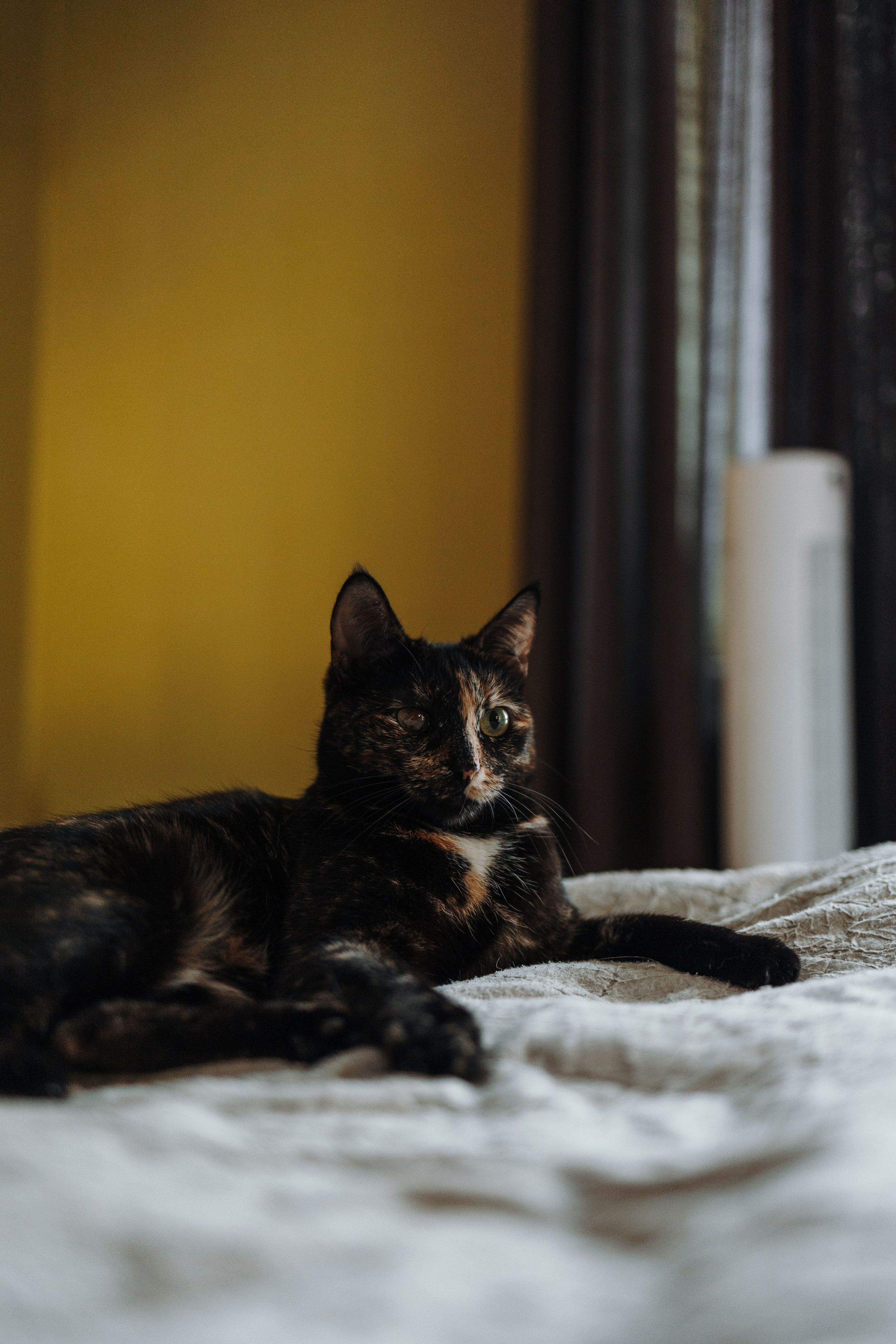 Саша и ее хвосты. Фотограф — Анималист | Санкт-Петербург