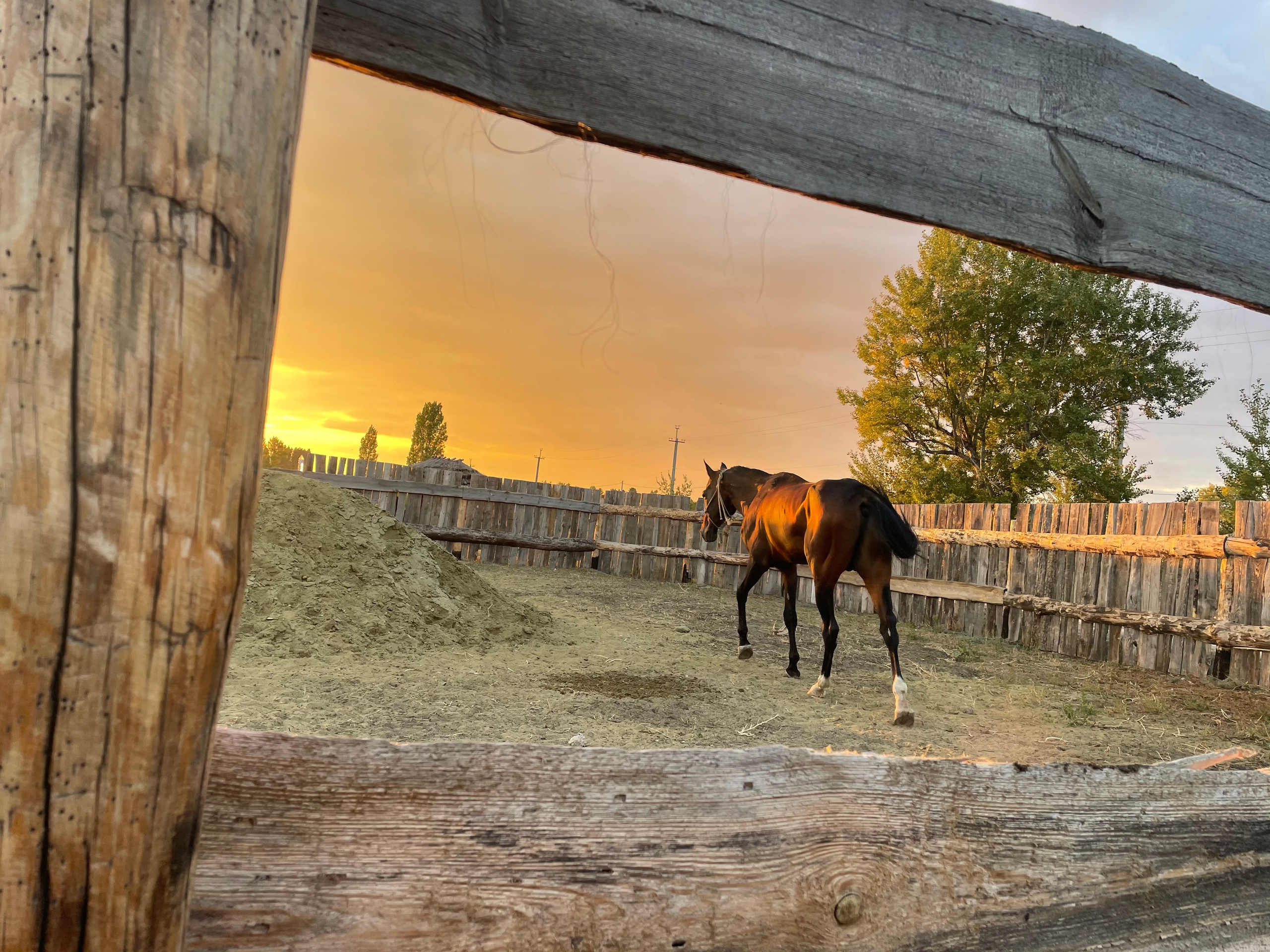 170 004 Конь. ВИЗУАЛЬНЫЕ И ЗВУКОВЫЕ РЕШЕНИЯ ДЛЯ БИЗНЕСА И СЪЁМОК ТЕЛЕТЕЛА