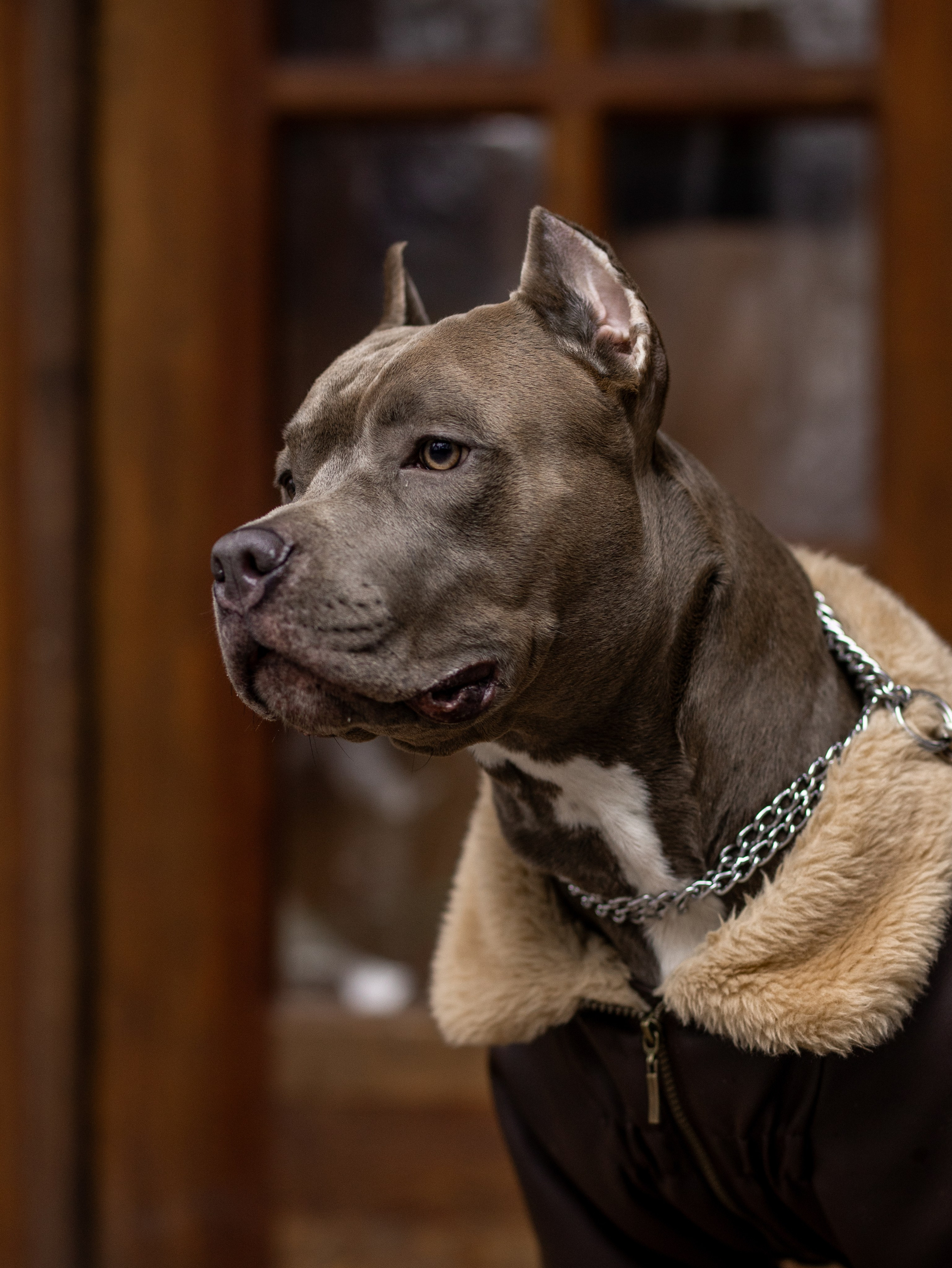 Зевс и Мария. Фотограф-анималист в Москве Кириллова Татьяна