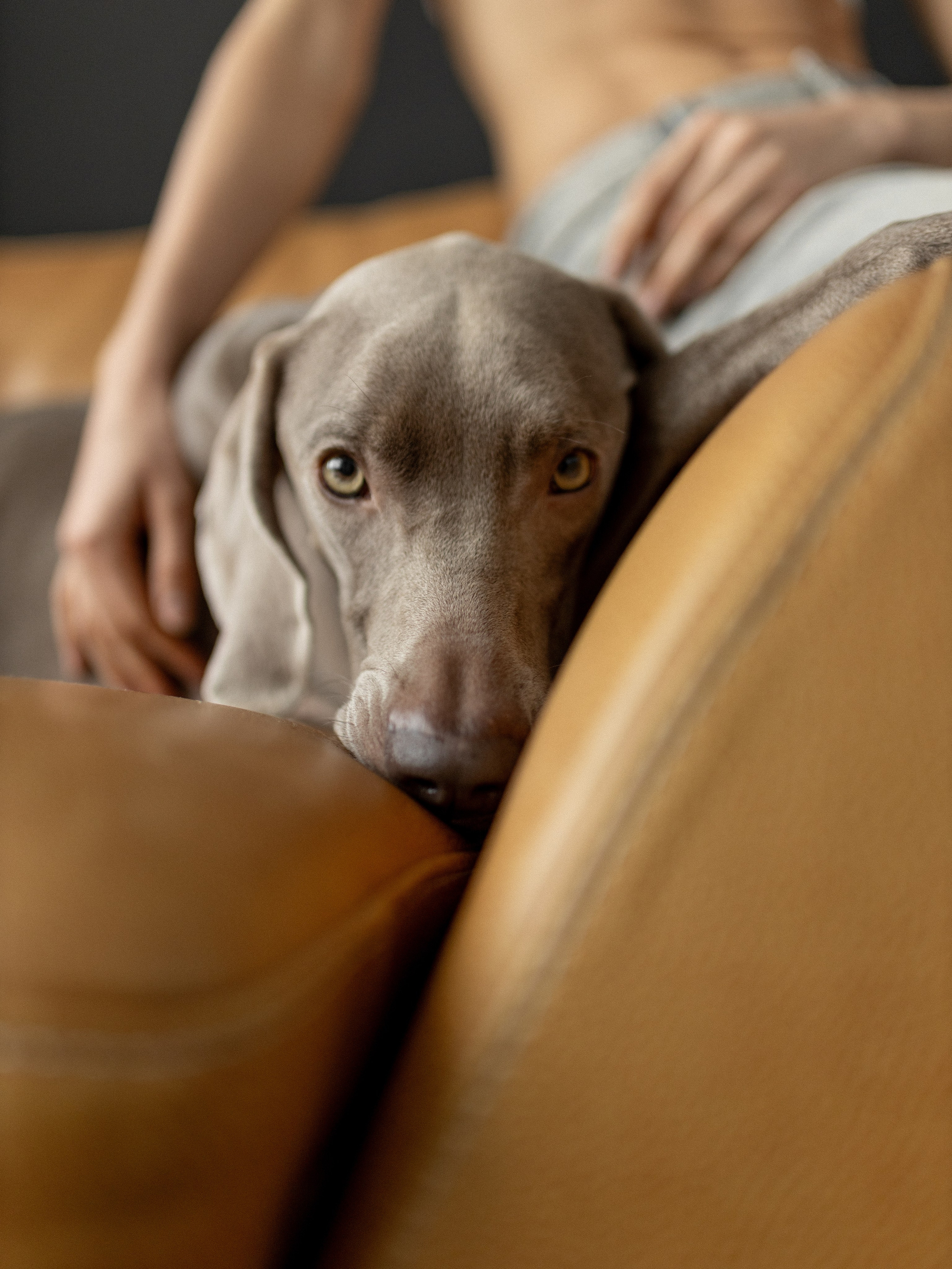 Сенча и Даша. Фотограф-анималист в Москве Кириллова Татьяна