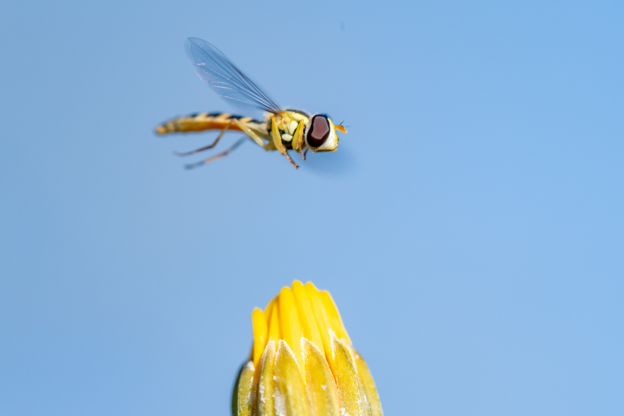 Макрофотосъёмка. Foto-Zuev фотография как искусство