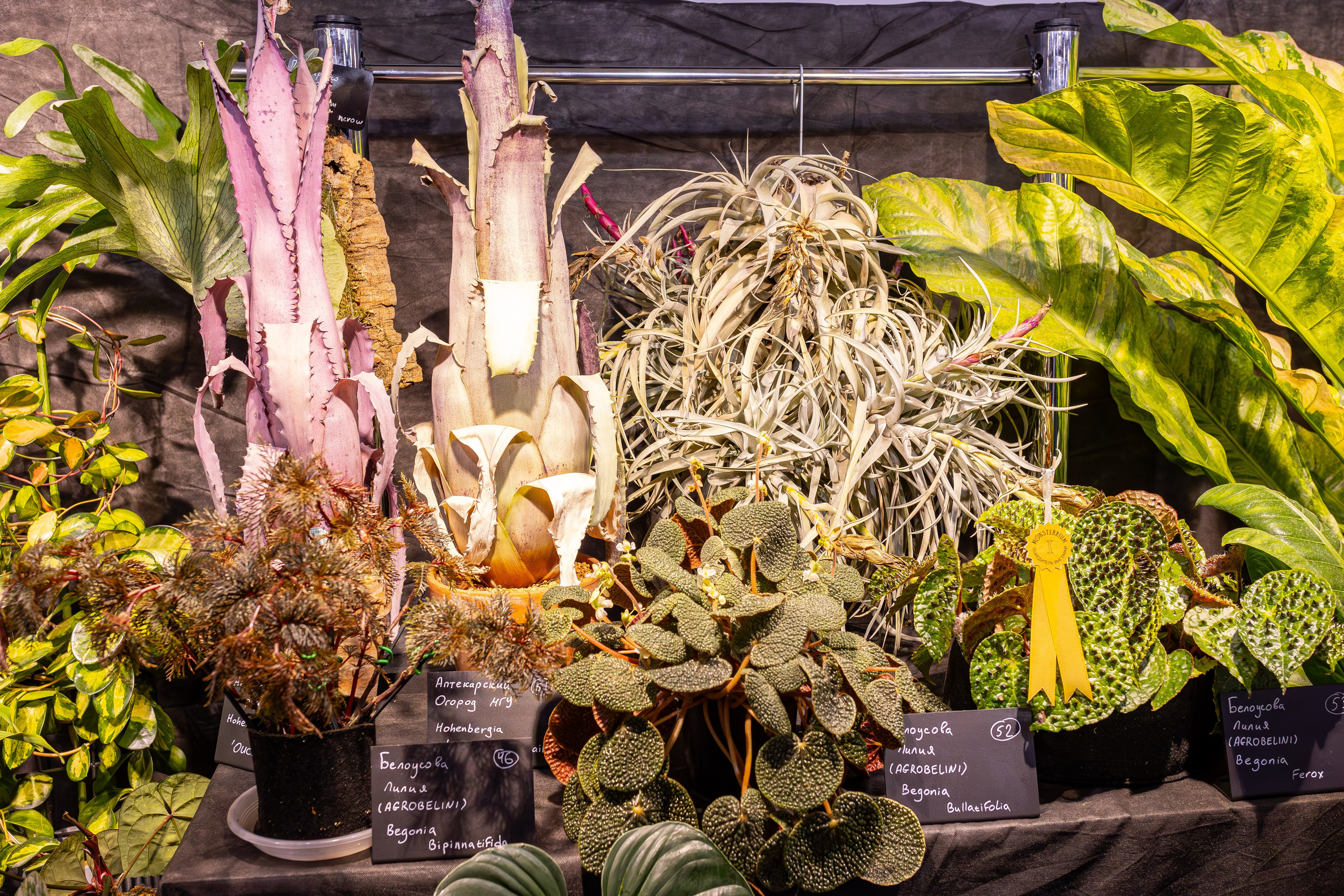 Монстериум 11–12 октября. Александра Куликова фотограф, Москва