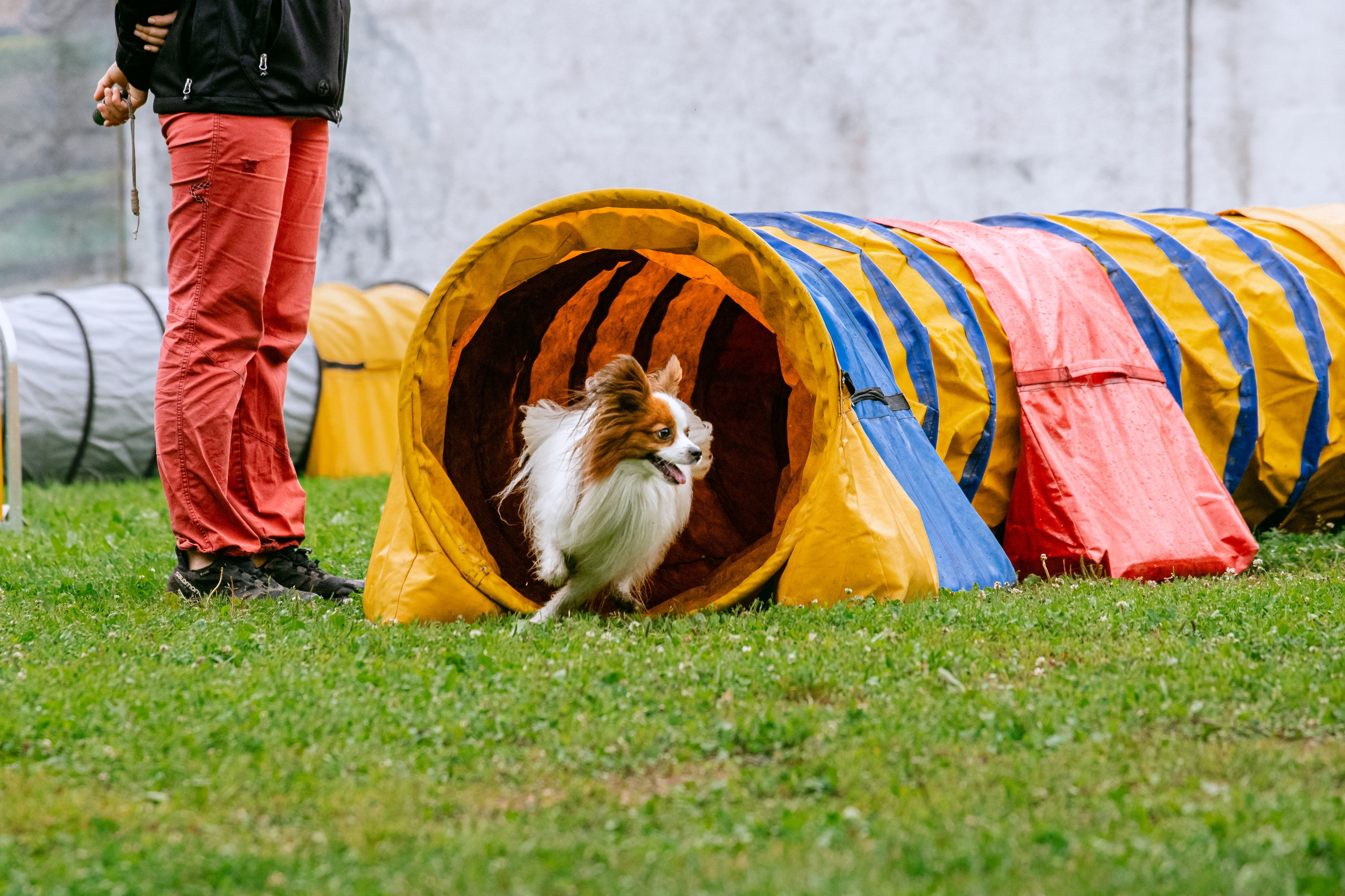 Соревнования по аджилити Долгопрудный 30.06.2025. Фотограф-анималист Татьяна Степанова