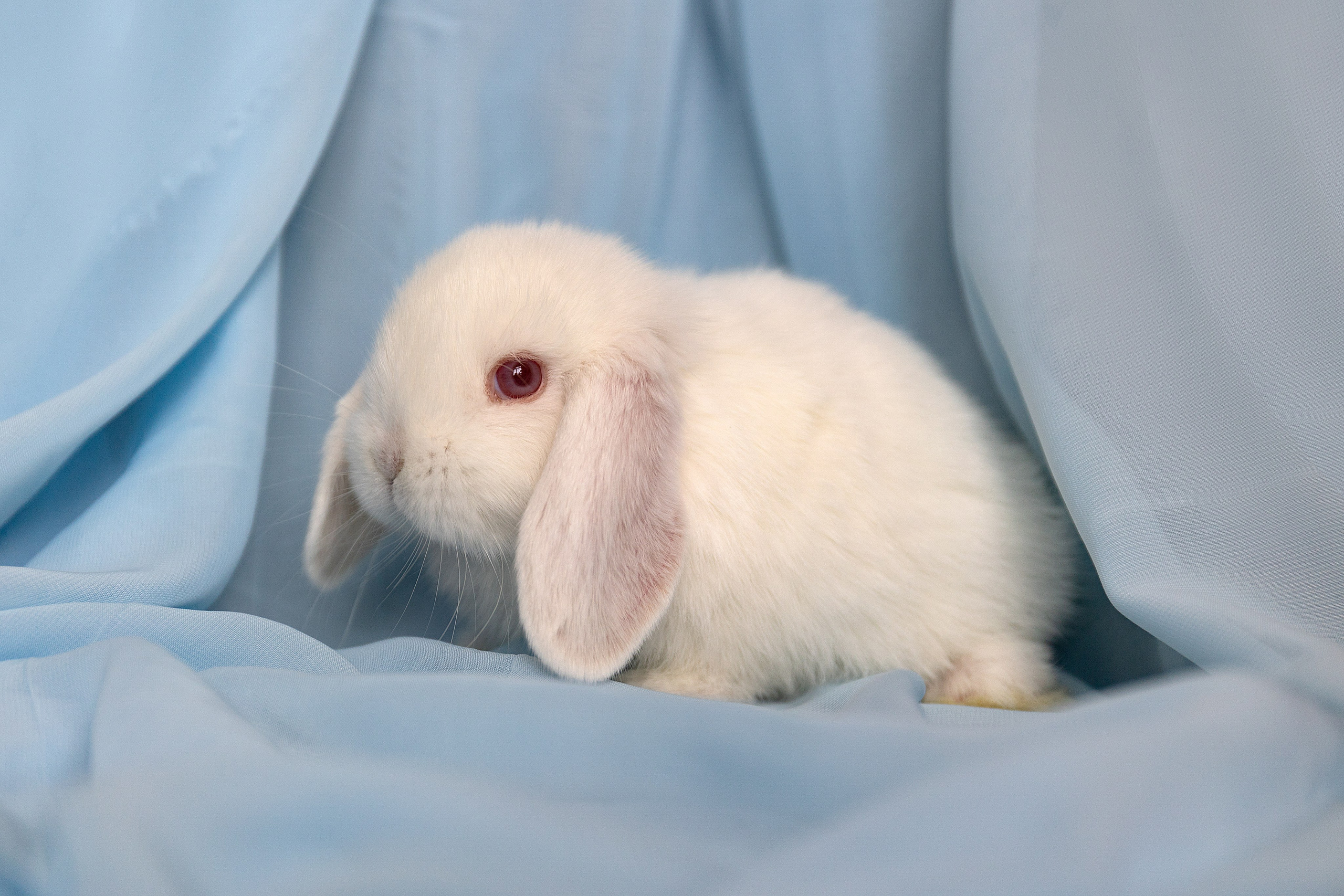 Анималистика