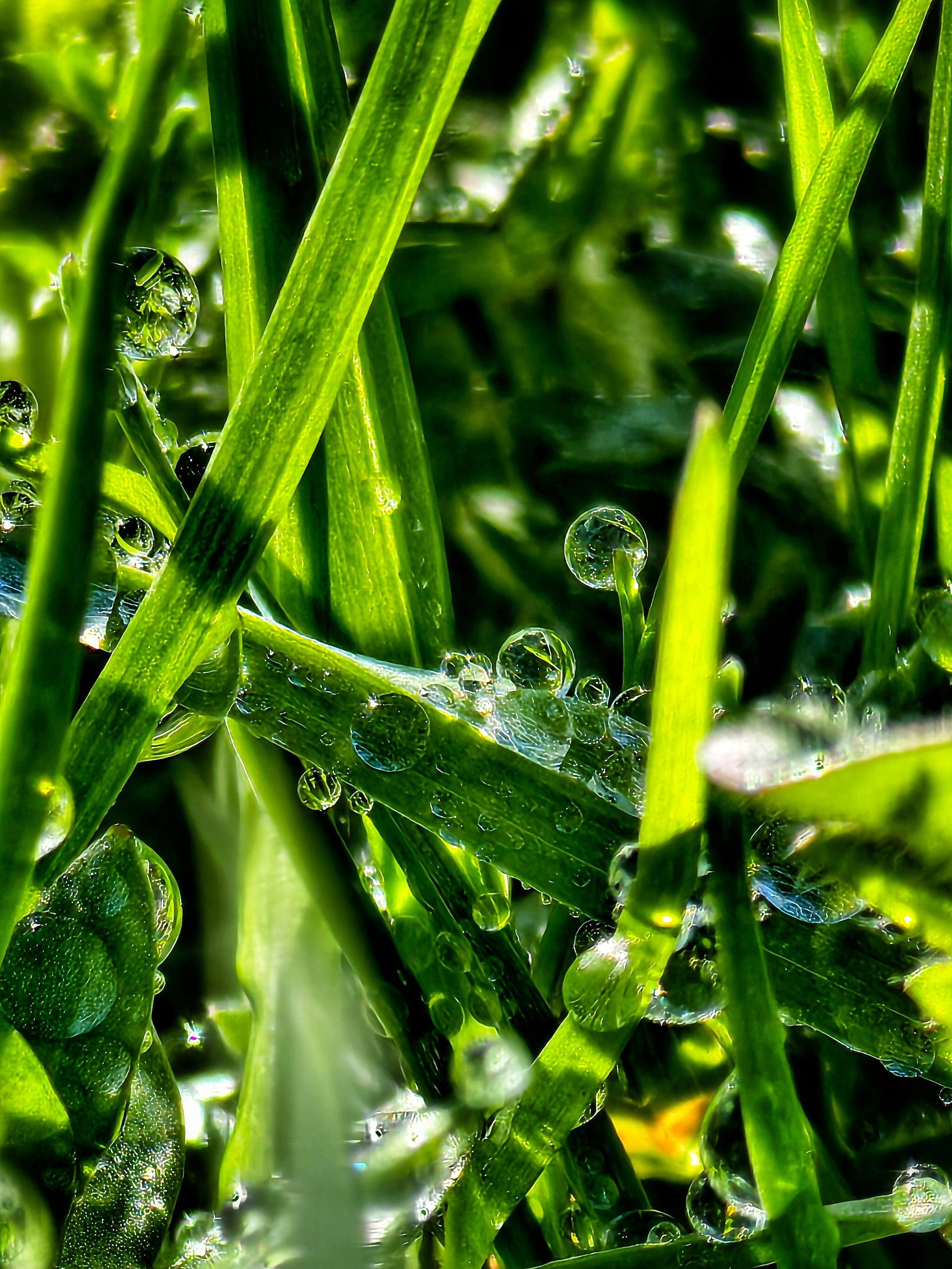 Макрофотографии капель воды: детали дождя, росы и абстракции | Съемка крупным планом