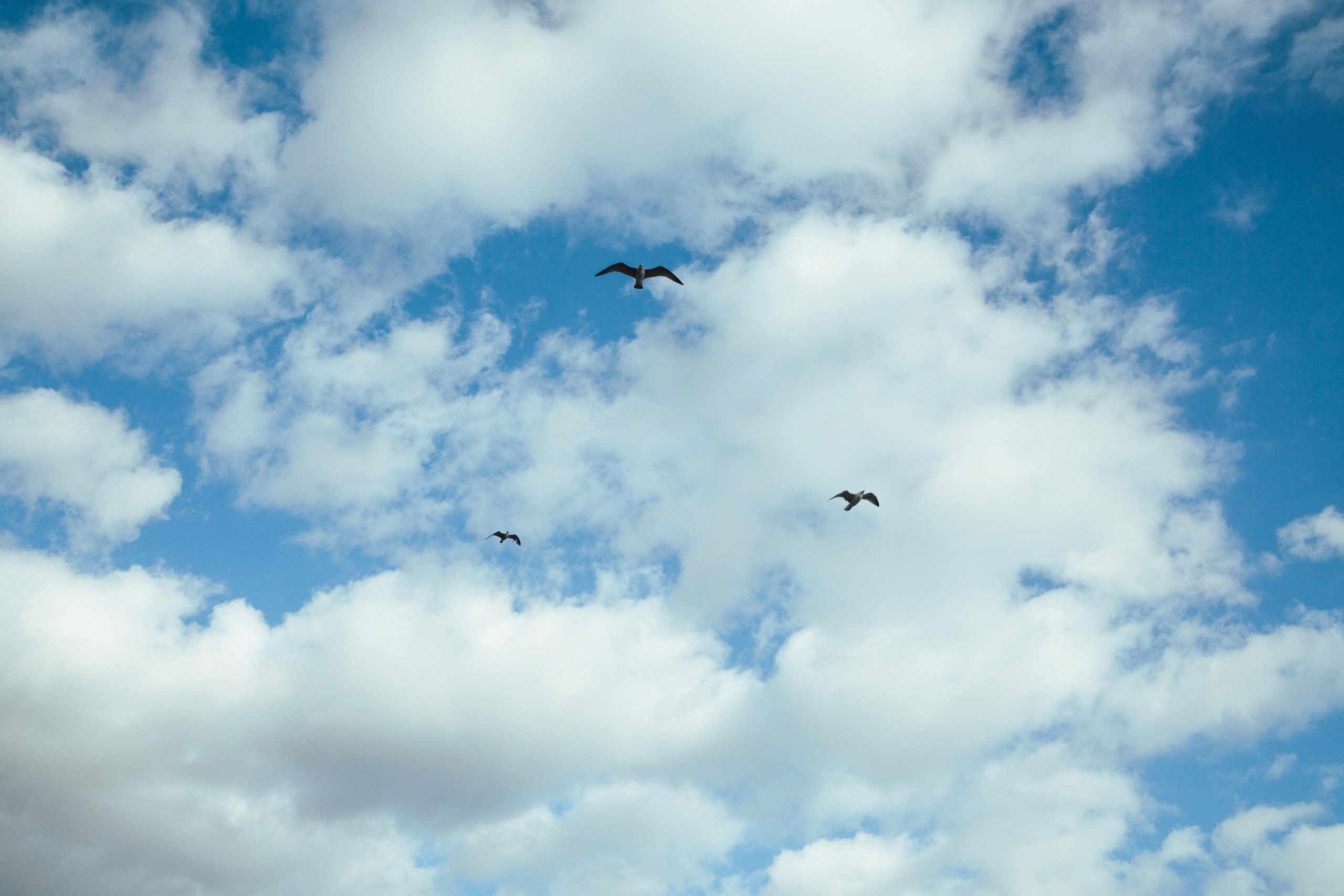 Много гуляли. Семен Соколов