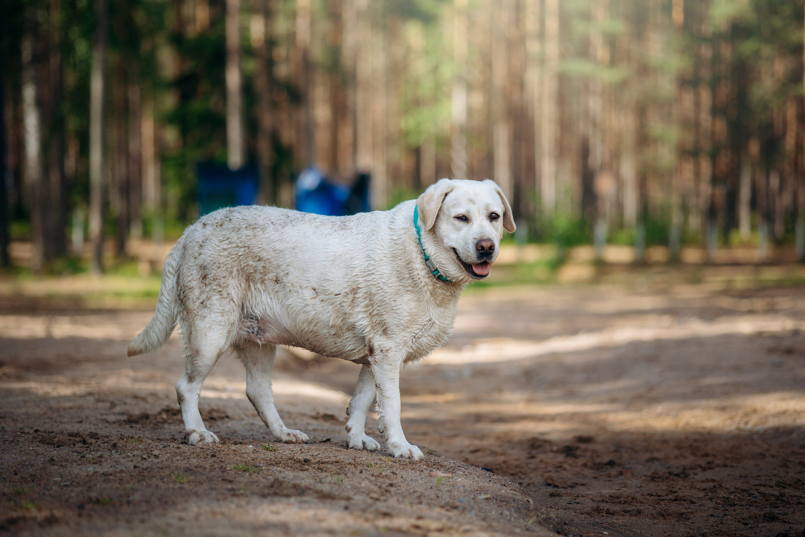 Котофеи и их семья. Фотограф — Анималист | Санкт-Петербург