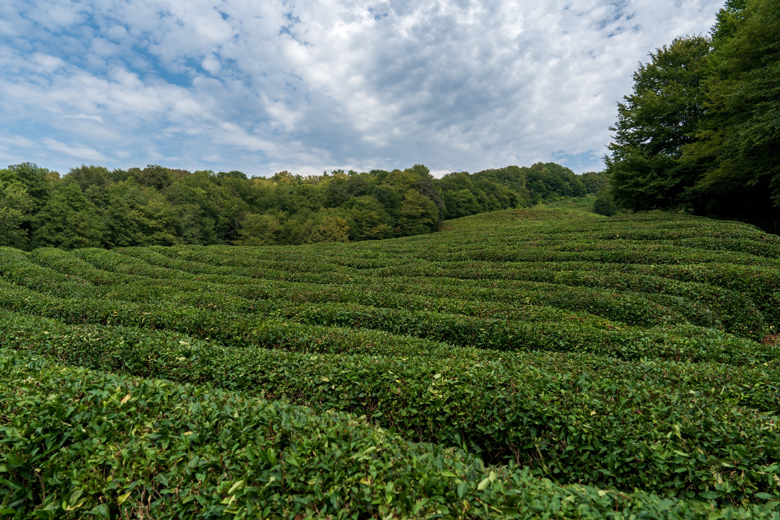 Яндекс.Еда — Сочинский чай. Репортажный фотограф в Красной Поляне и Сочи Павлюченко Екатерина