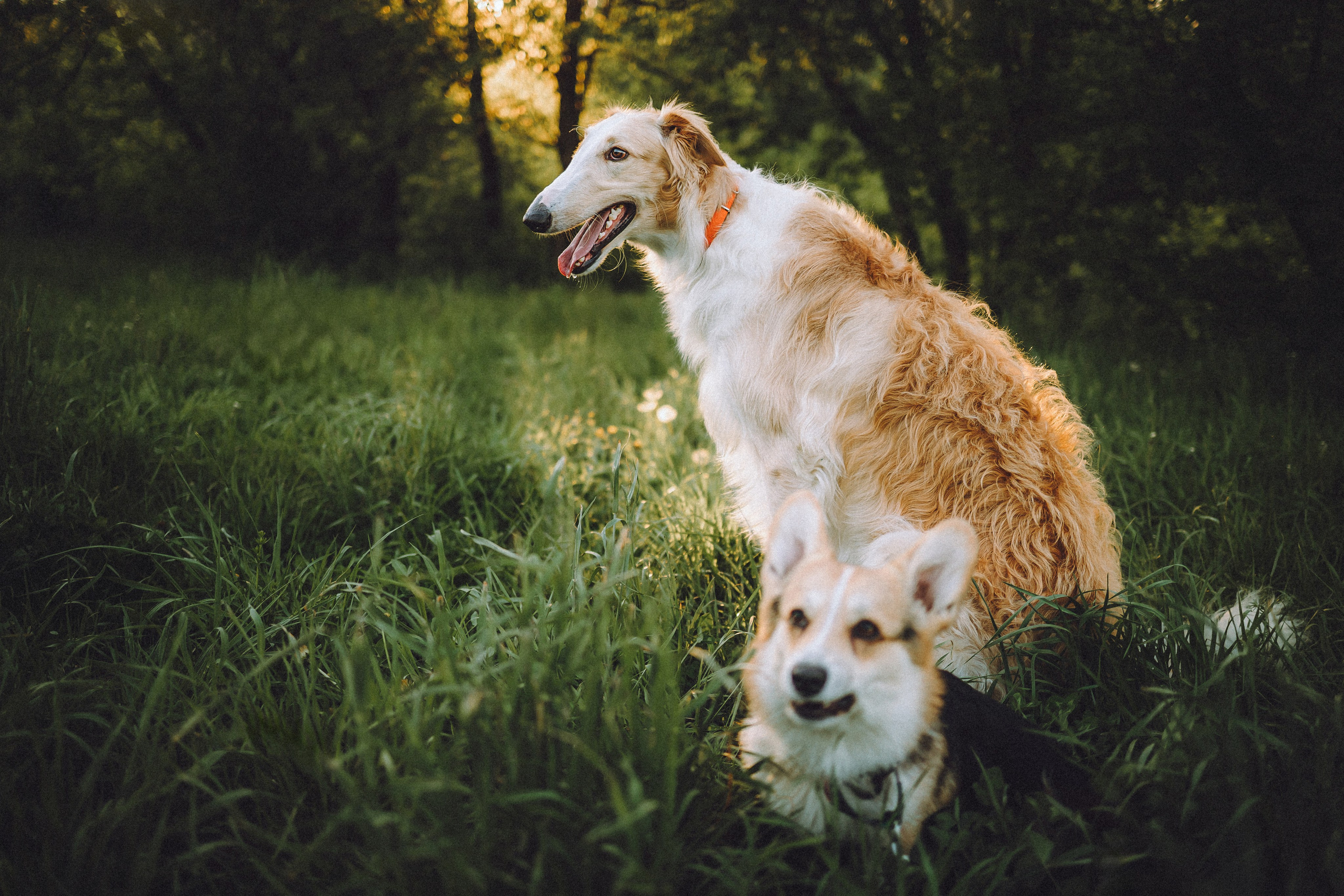 Илай, Зайка и их семья