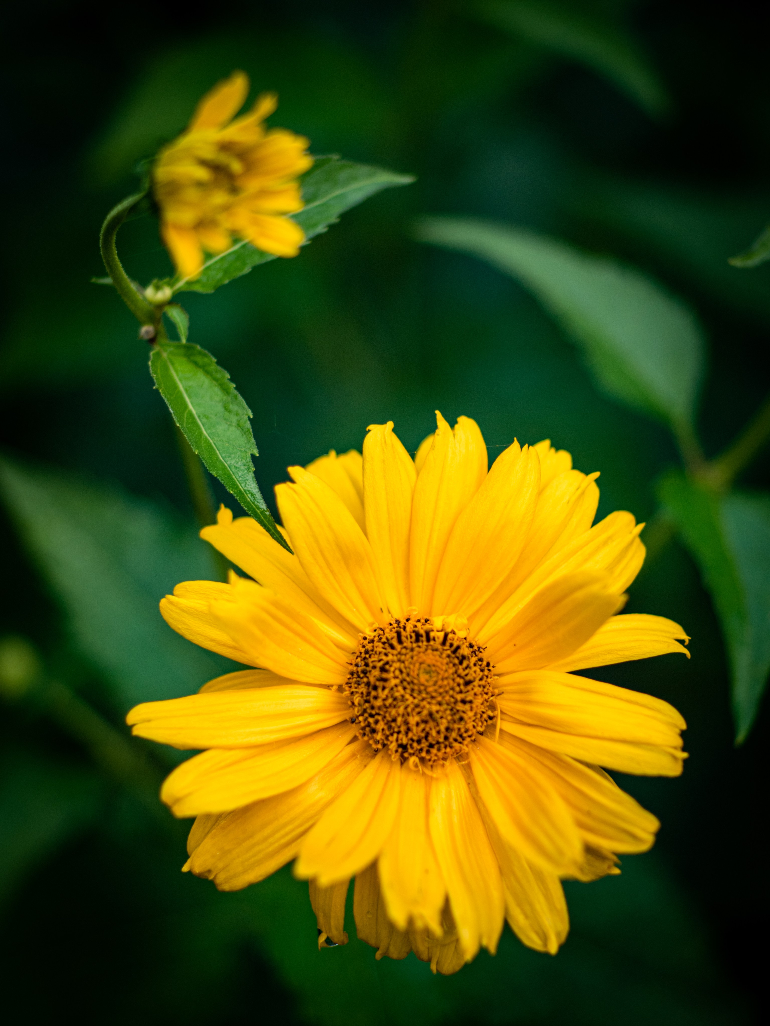 Природа/Животные