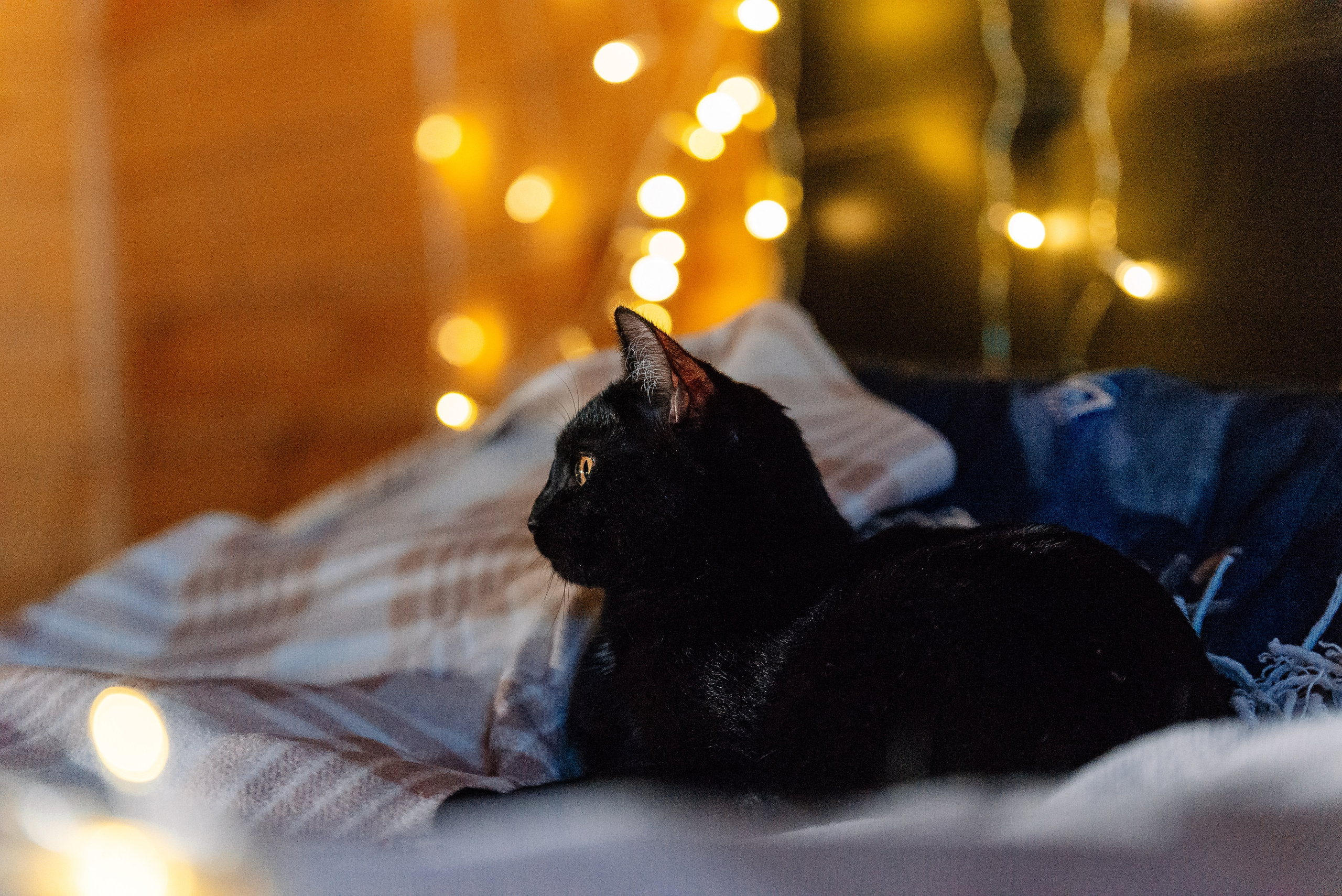 Питомец в кадре. Фотограф-анималист Анастасия Парфенова|Екатеринбург