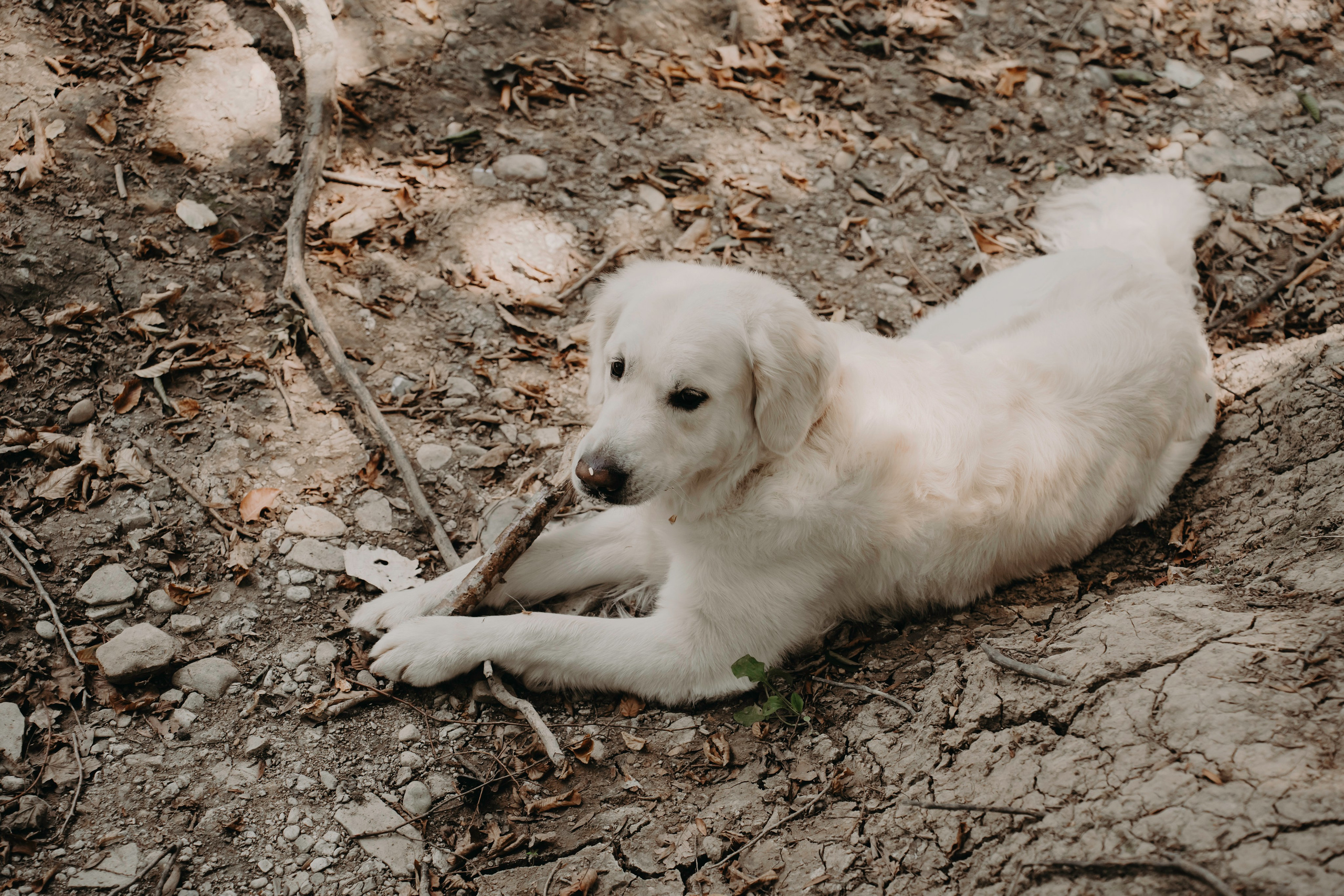 Прогулка в лесу. Фотограф Ирина Ликсунова