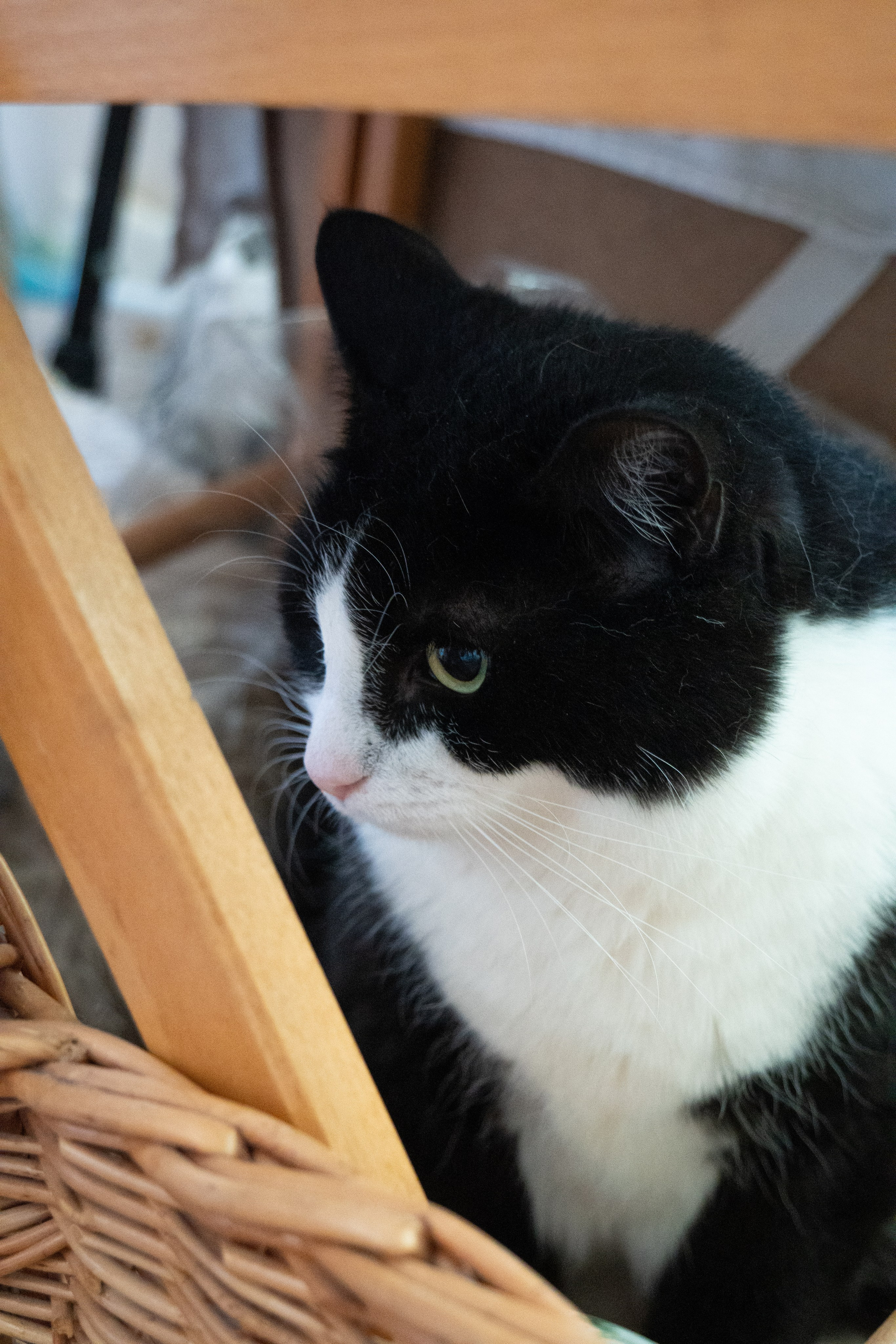 Приют для животных «Пушистые друзья». Видеограф, фотограф в Санкт-Петербурге Элеонора Петрова