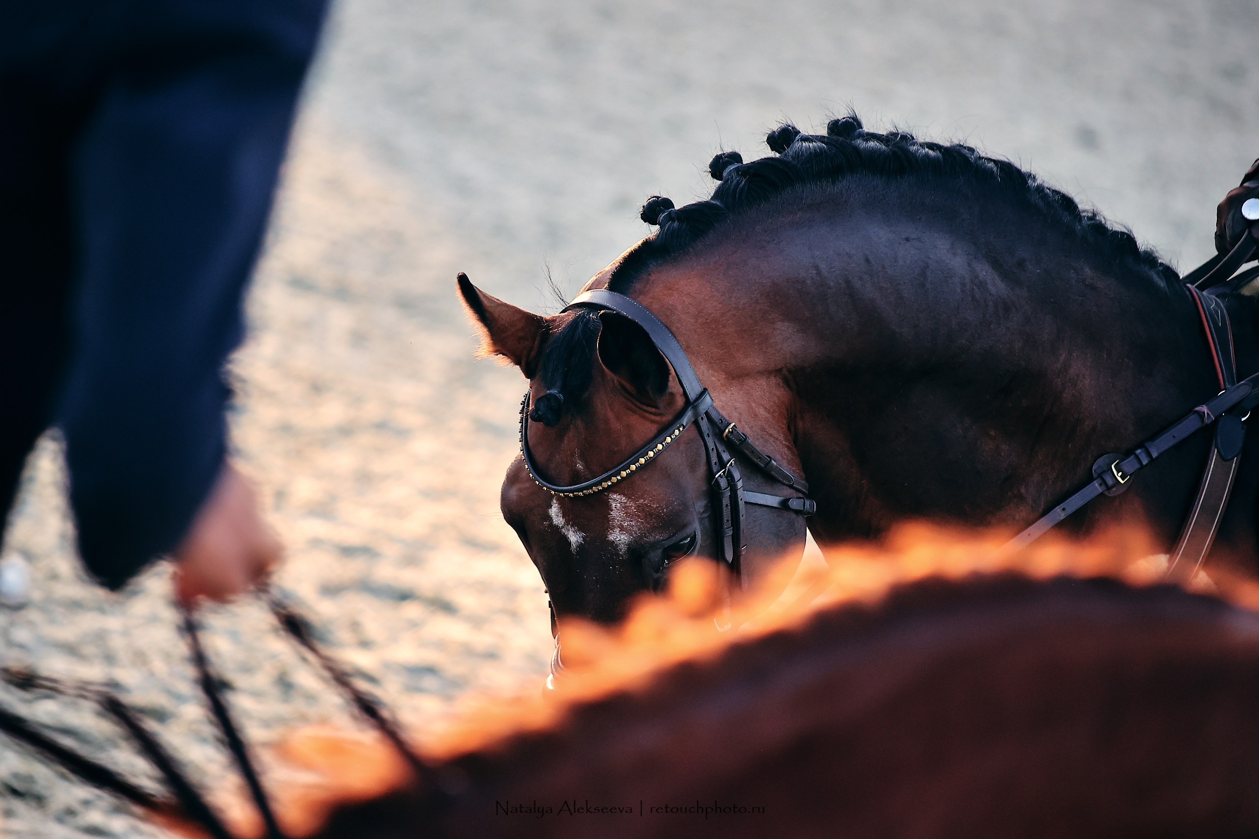 Лично-Командный ЧР по конкуру, КСК Horseka | 08'2023. Репортажный фотограф и ретушер в Москве Наталья Алексеева