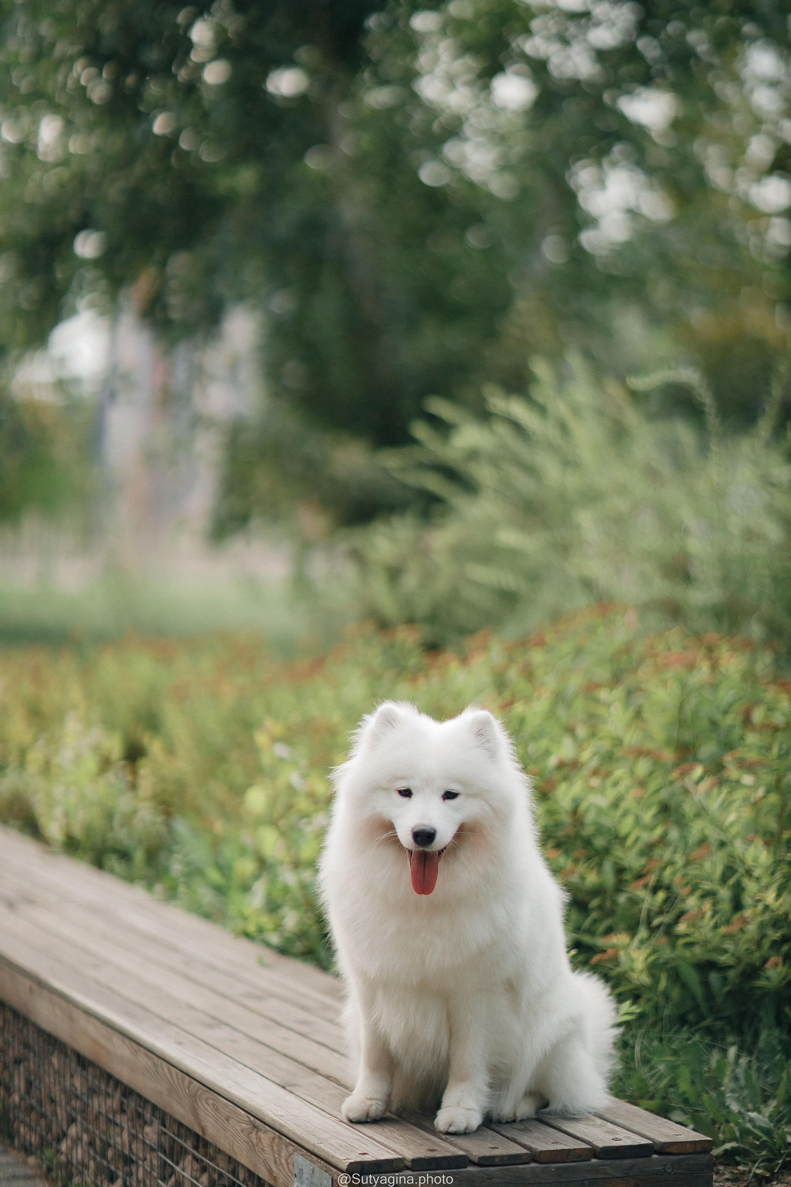 Самоед Рея. Свадебный и женский фотограф