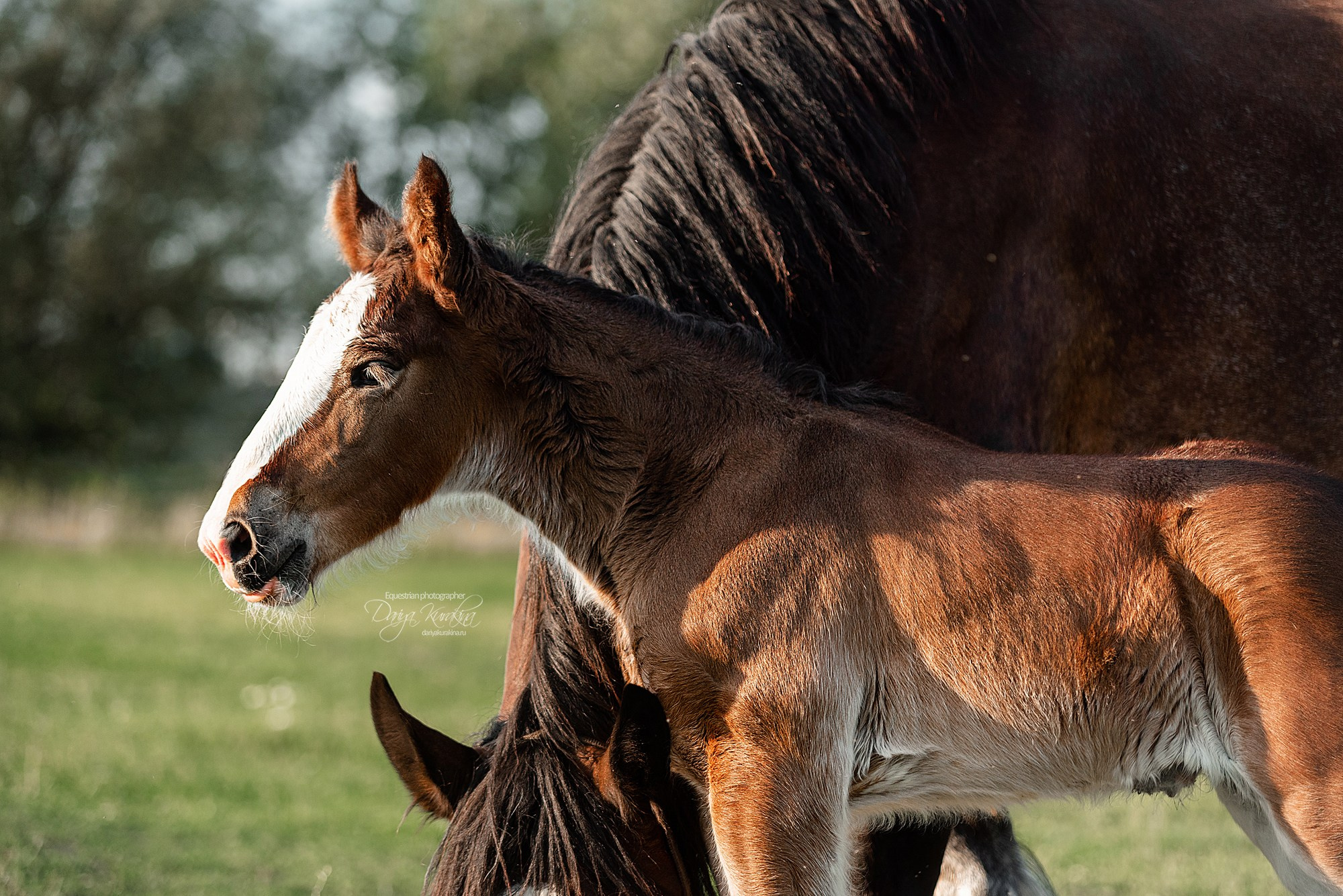 Рапунцель и Квини. Конный фотограф Куракина Дарья • Фотосессии с лошадьми