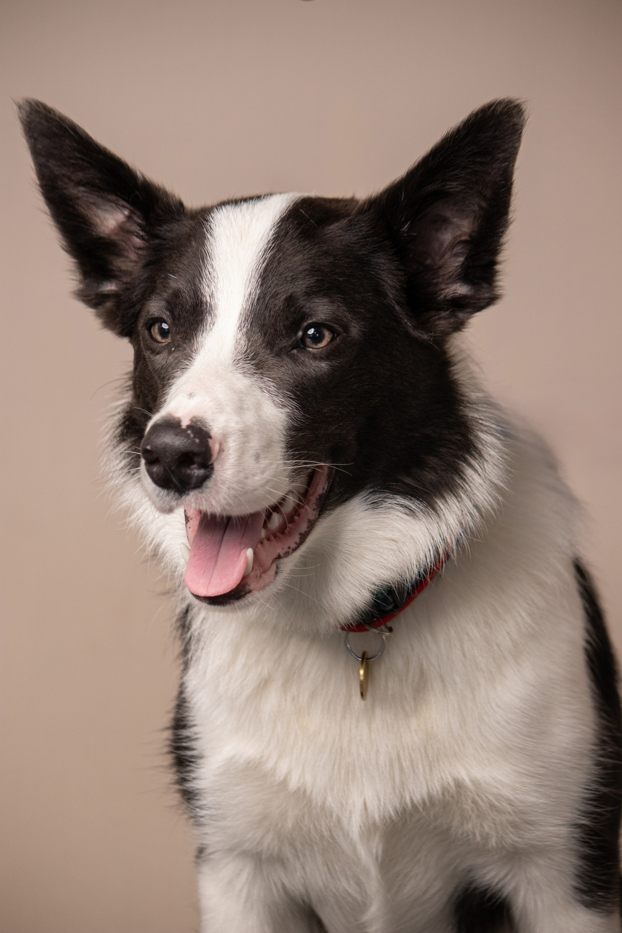 MOS`KA groom | Стрижки кошек и собак | НН. Фотограф в Нижнем Новгороде Екатерина Хисматулина