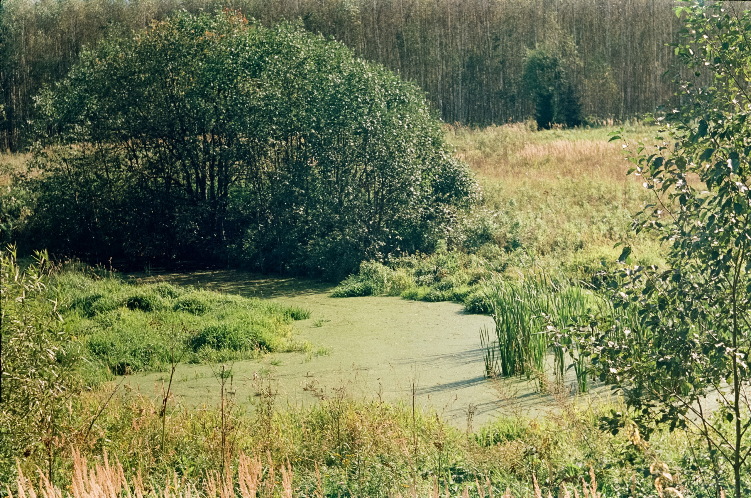 Edixa-MAT REFLEX Mod.D | Carl Zeiss Jena Biotar 58 mm f2 T | SFL 250D